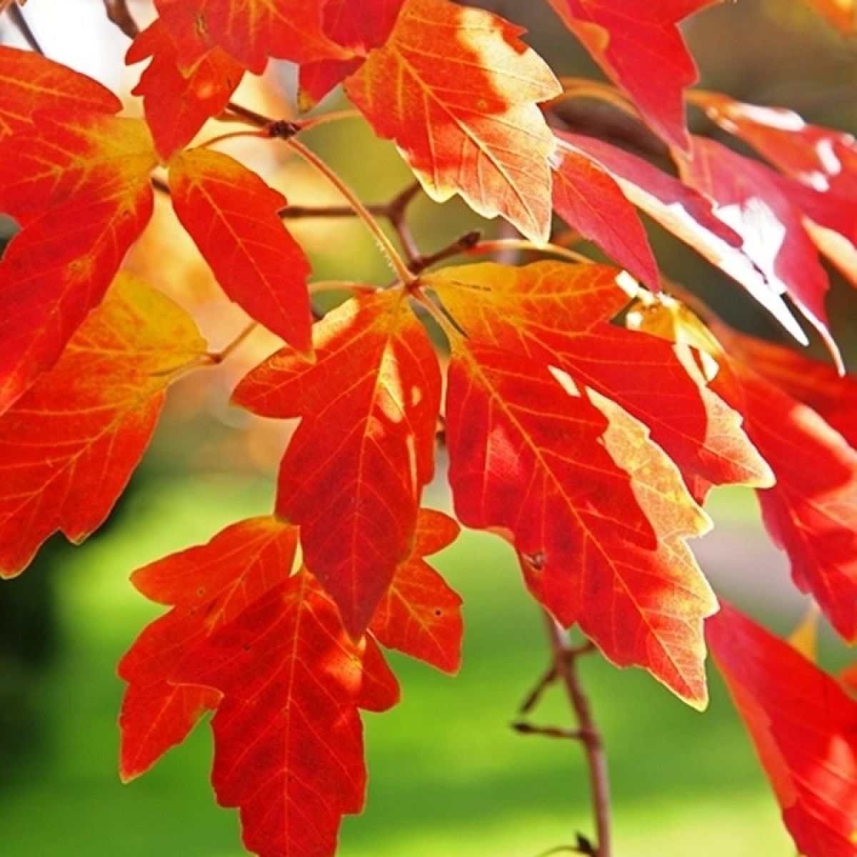Acer griseum - Paperbark Maple