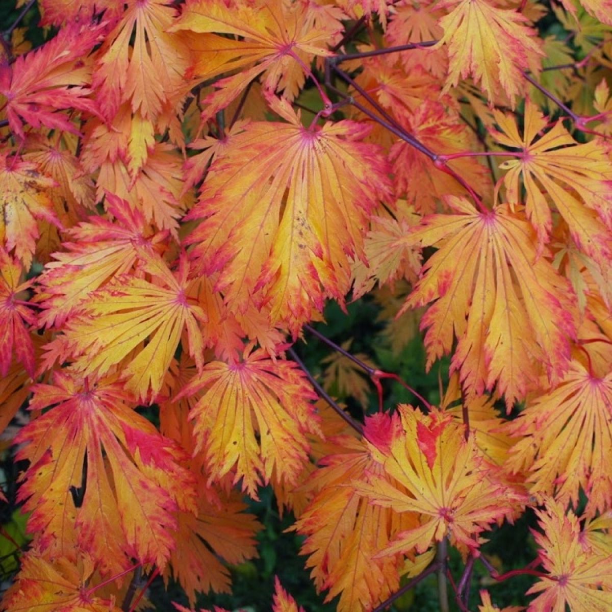Acer japonicum Aconitifolium - Full Moon Maple