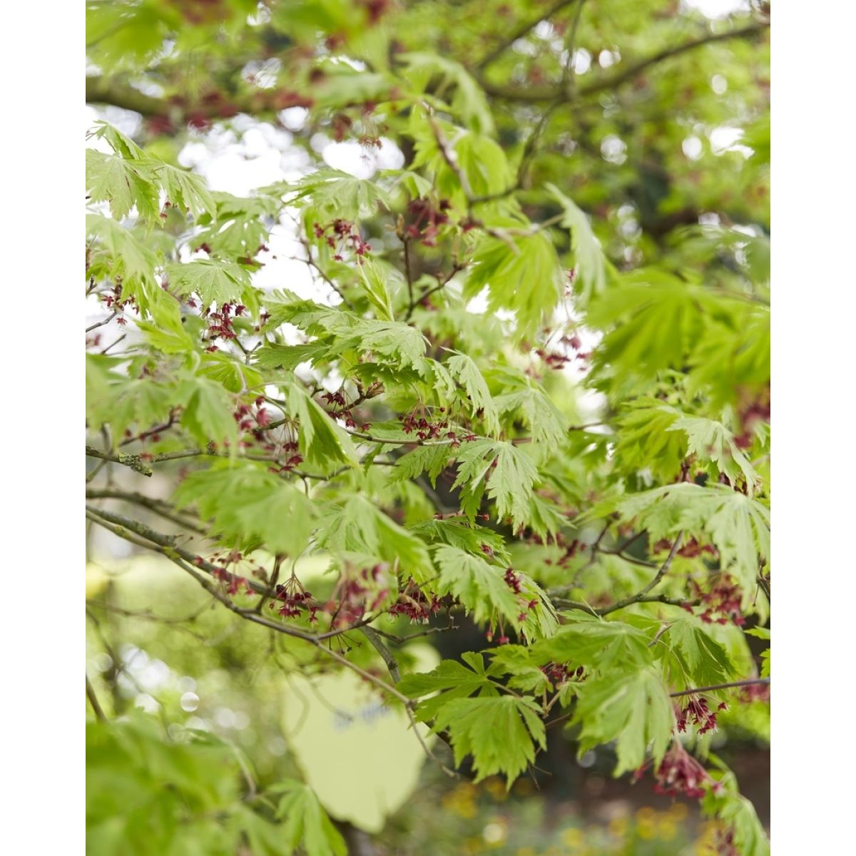 Acer japonicum Aconitifolium - Full Moon Maple