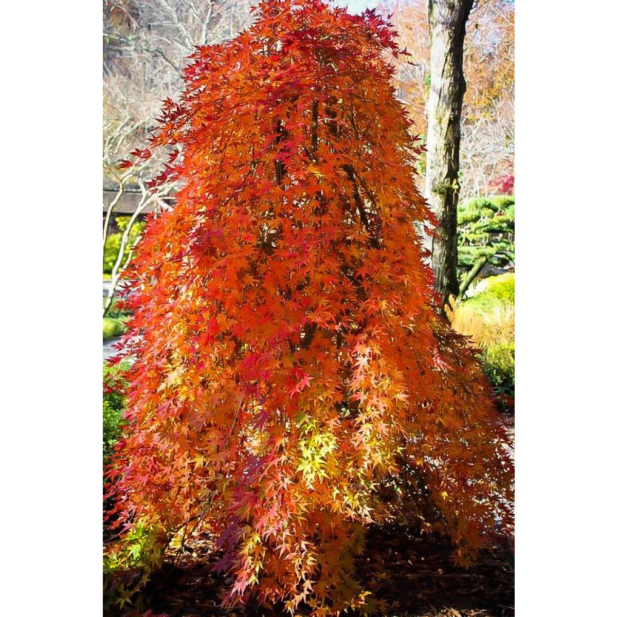 Acer palmatum Cascade Gold - Golden Foliage Weeping