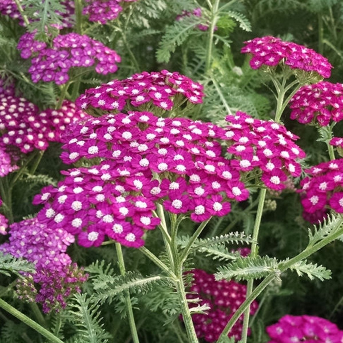 Achillea Vintage Violet main product photo