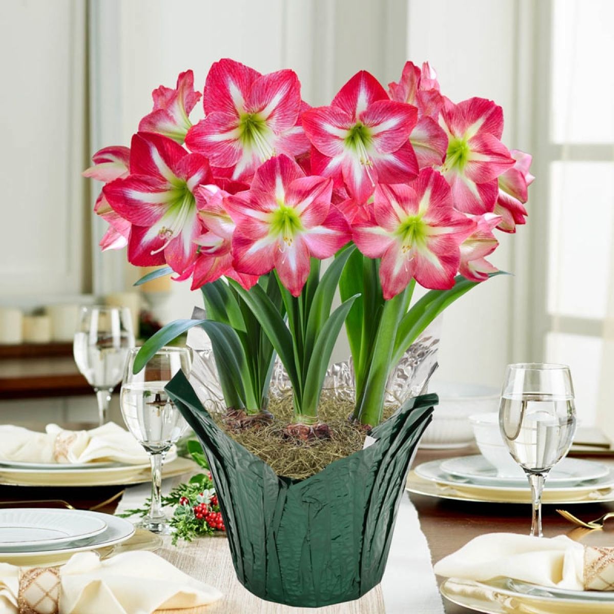 Giant Flowered Amaryllis Hippeastrum Multi flowering EXPOSURE PINK STAR