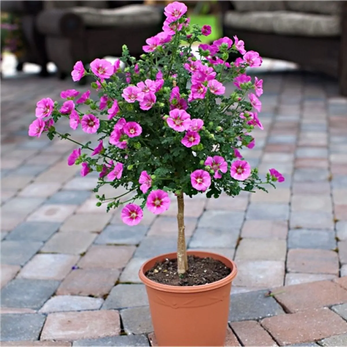 African Mallow (Anisodontea capensis) 15 Patio Tree - Anisodontea capensis - Elegant Princess Tree Cape Mallow Tree
