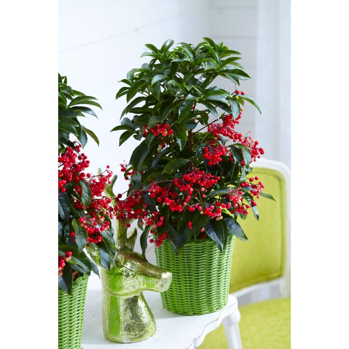 Ardisia crenata Festive Red - Christmas Coral Berry