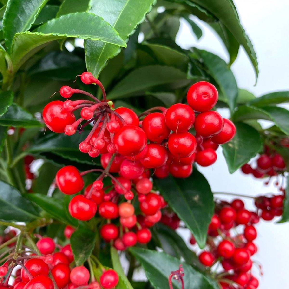 Ardisia crenata Festive Red - Christmas Coral Berry