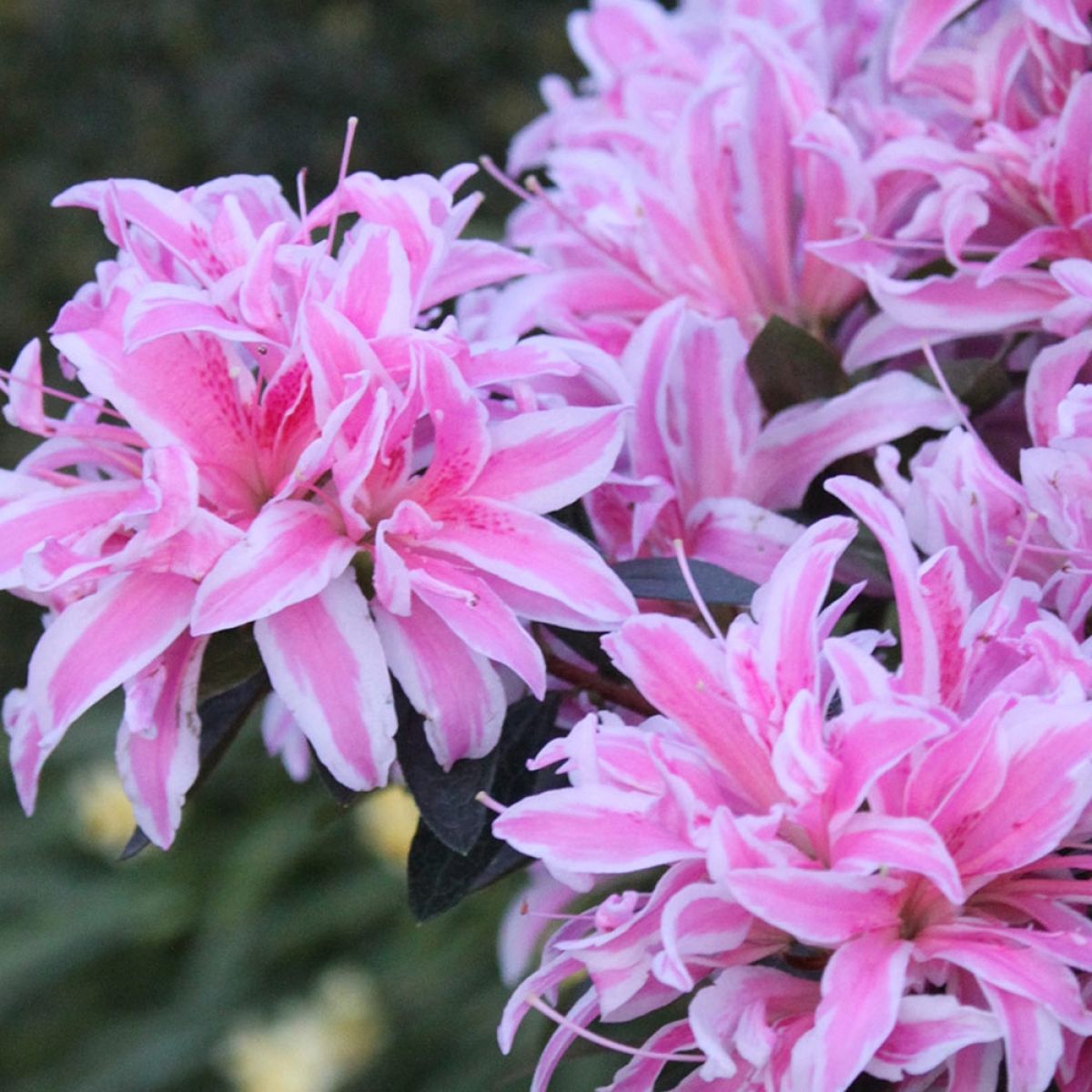 Azalea japonica 'Pink Spider' - Evergreen Azalea