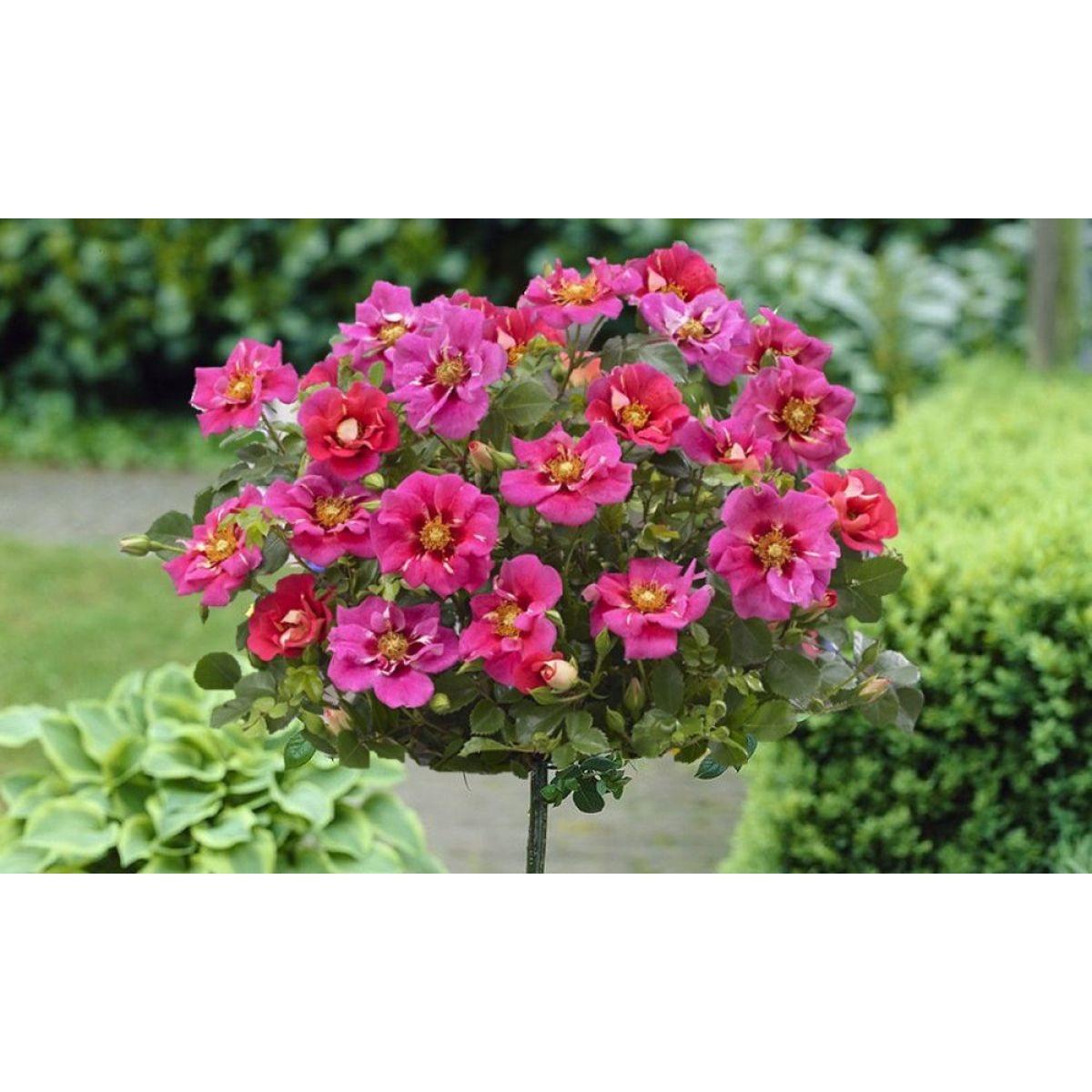 Pair of Standard Rose Trees - Babylon Eyes Bravo Queen