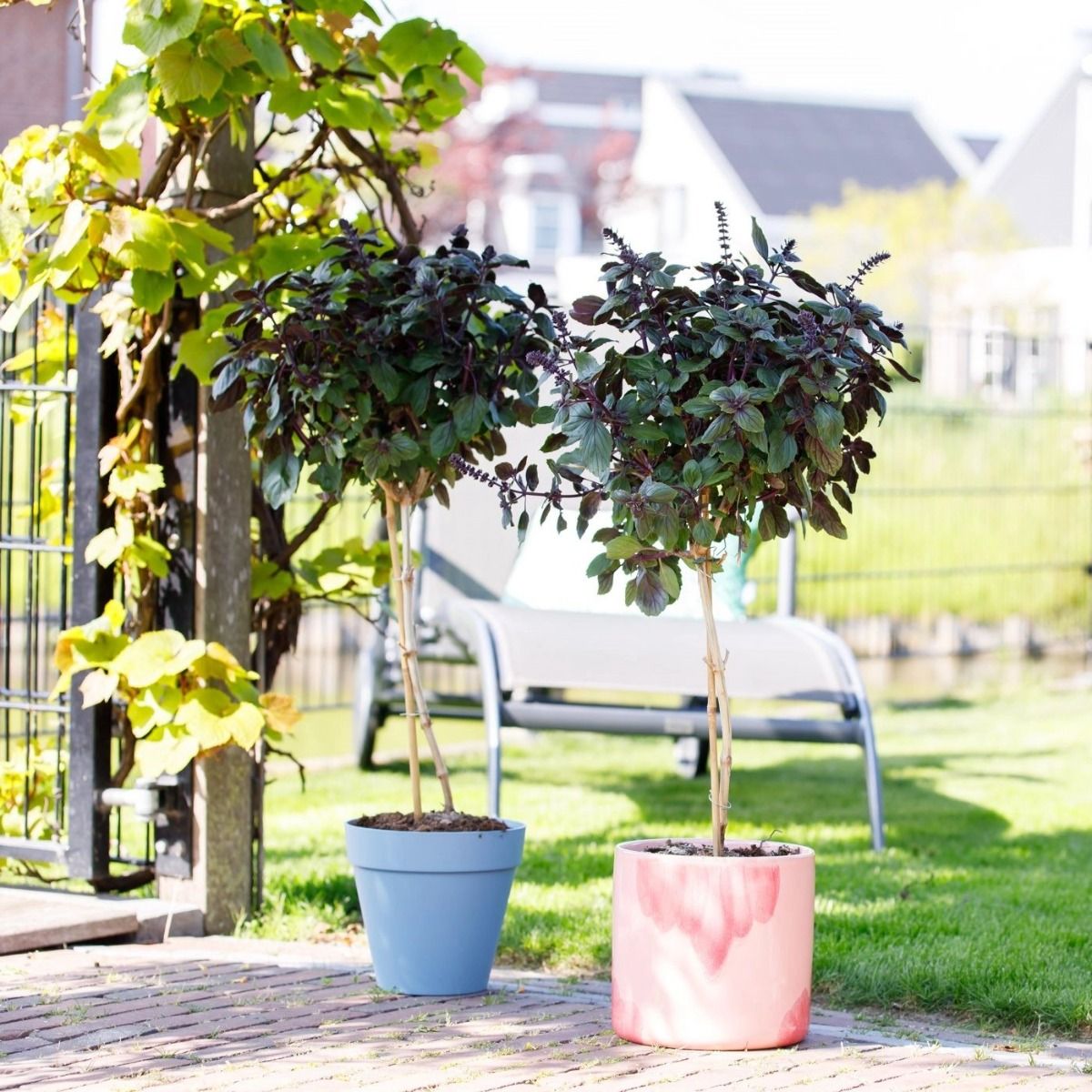 Basil Tree Rutgers Sweet Basil Seeds Are Available To Home Gardeners