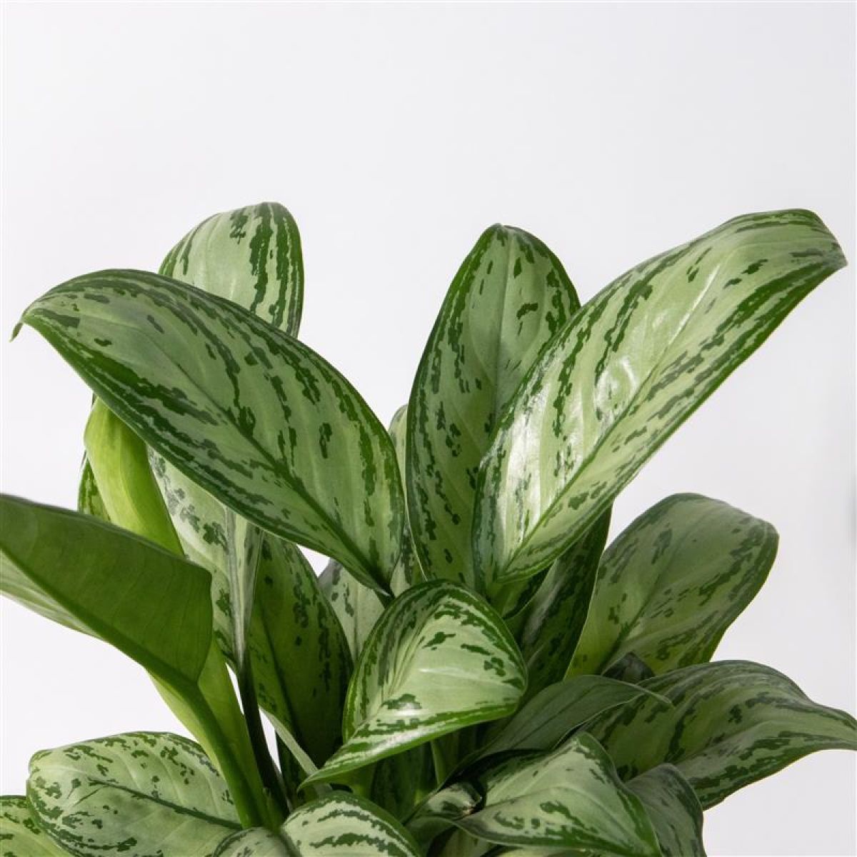 Aglaonema Maria Christina 