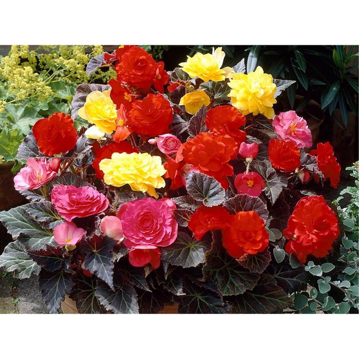 Illuminating Mixed Begonia Selection - Pack of TWENTY Double Flowering Begonias
