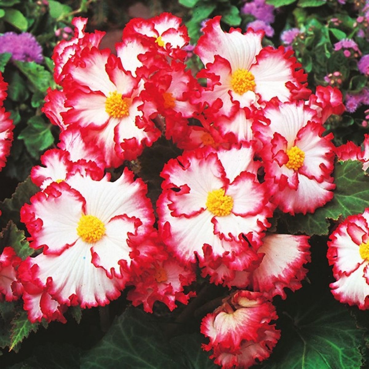 Illuminating Mixed Begonia Selection - Pack of TWENTY Double Flowering Begonias