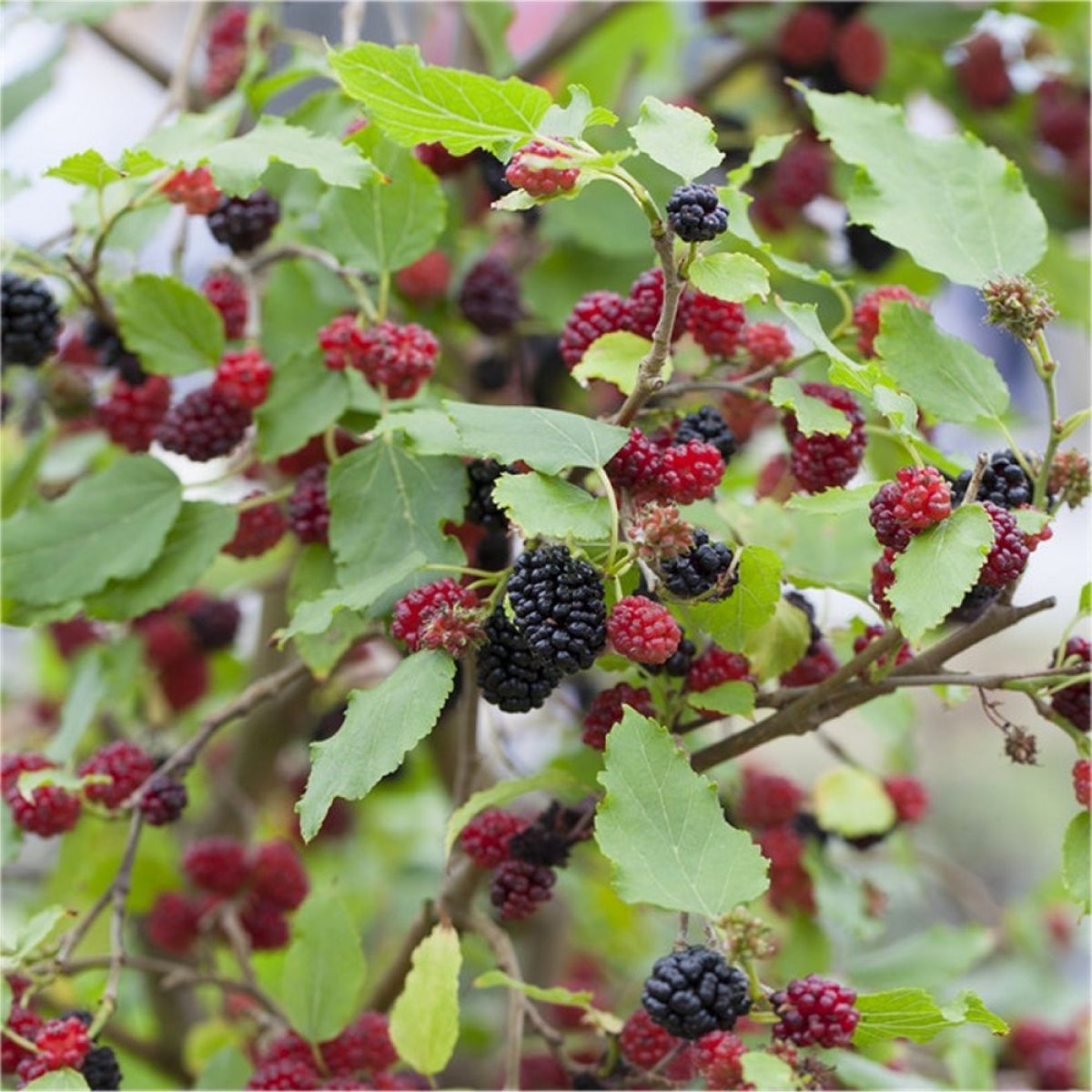 Black Mulberry Patio Tree - Morus rotundiloba Mojo Berry circa 100cms