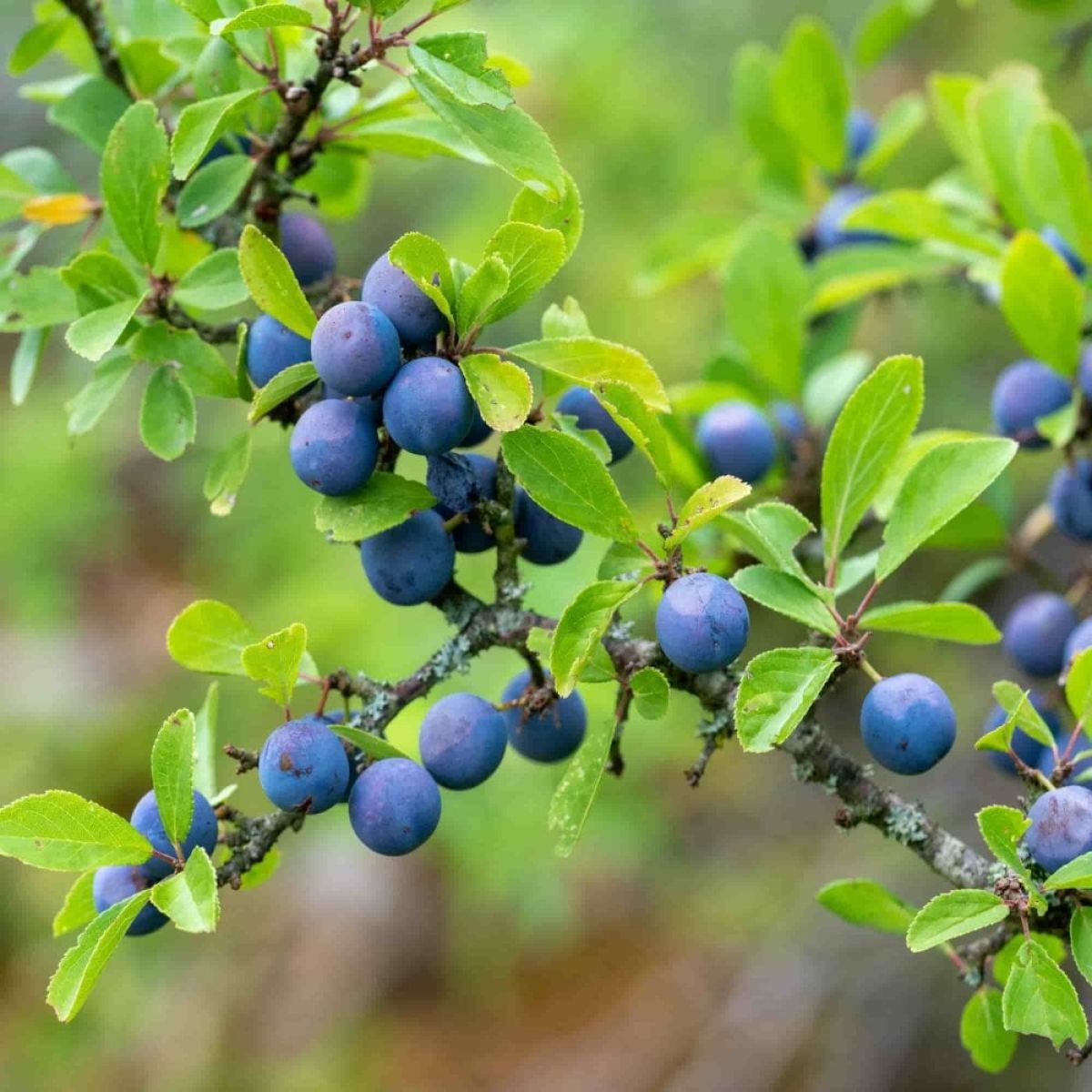 Prunus Spinosa - Blackthorn - Bare Root Hedging 60-80cm - Pack of 12