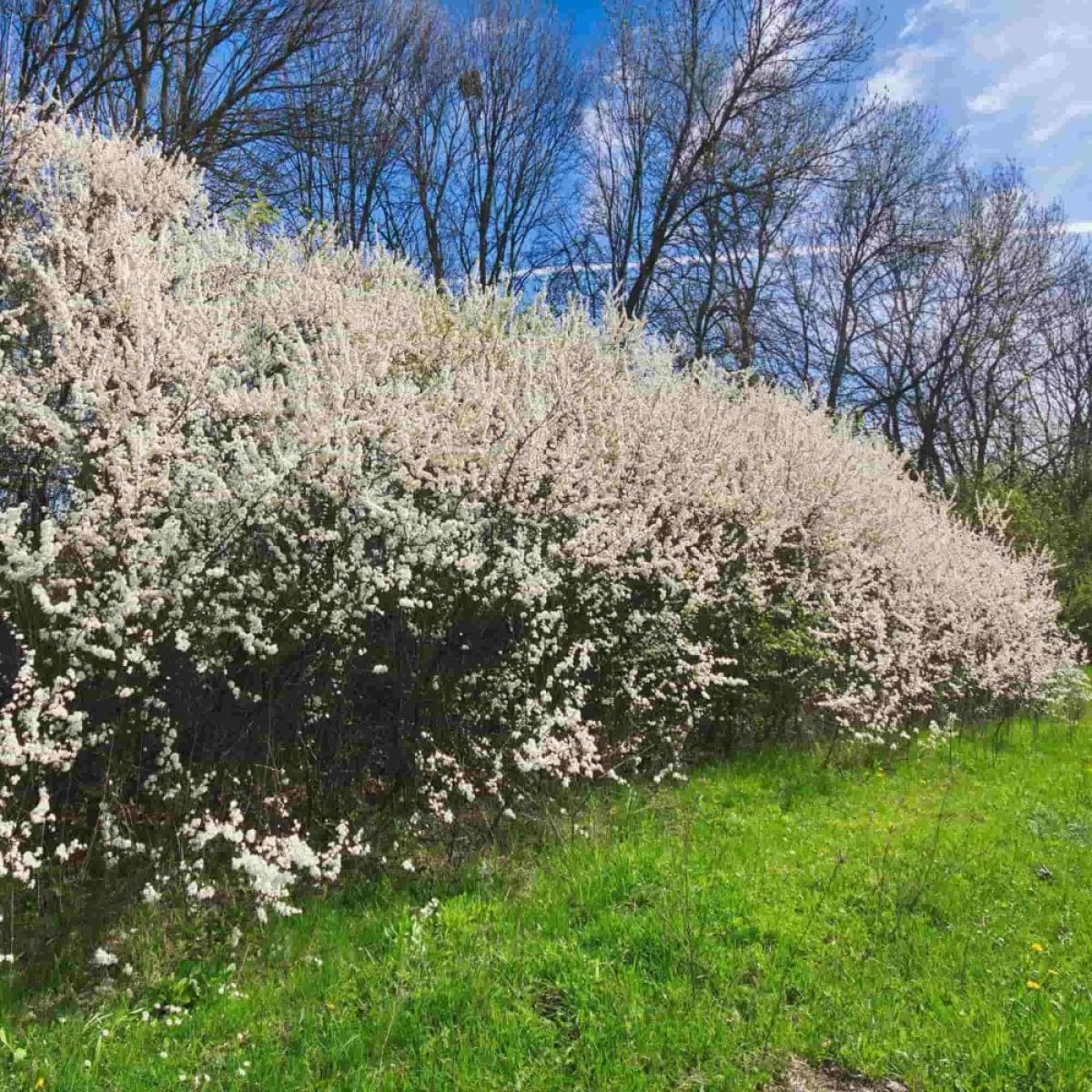 Prunus Spinosa - Blackthorn - Bare Root Hedging 60-80cm - Pack of 12