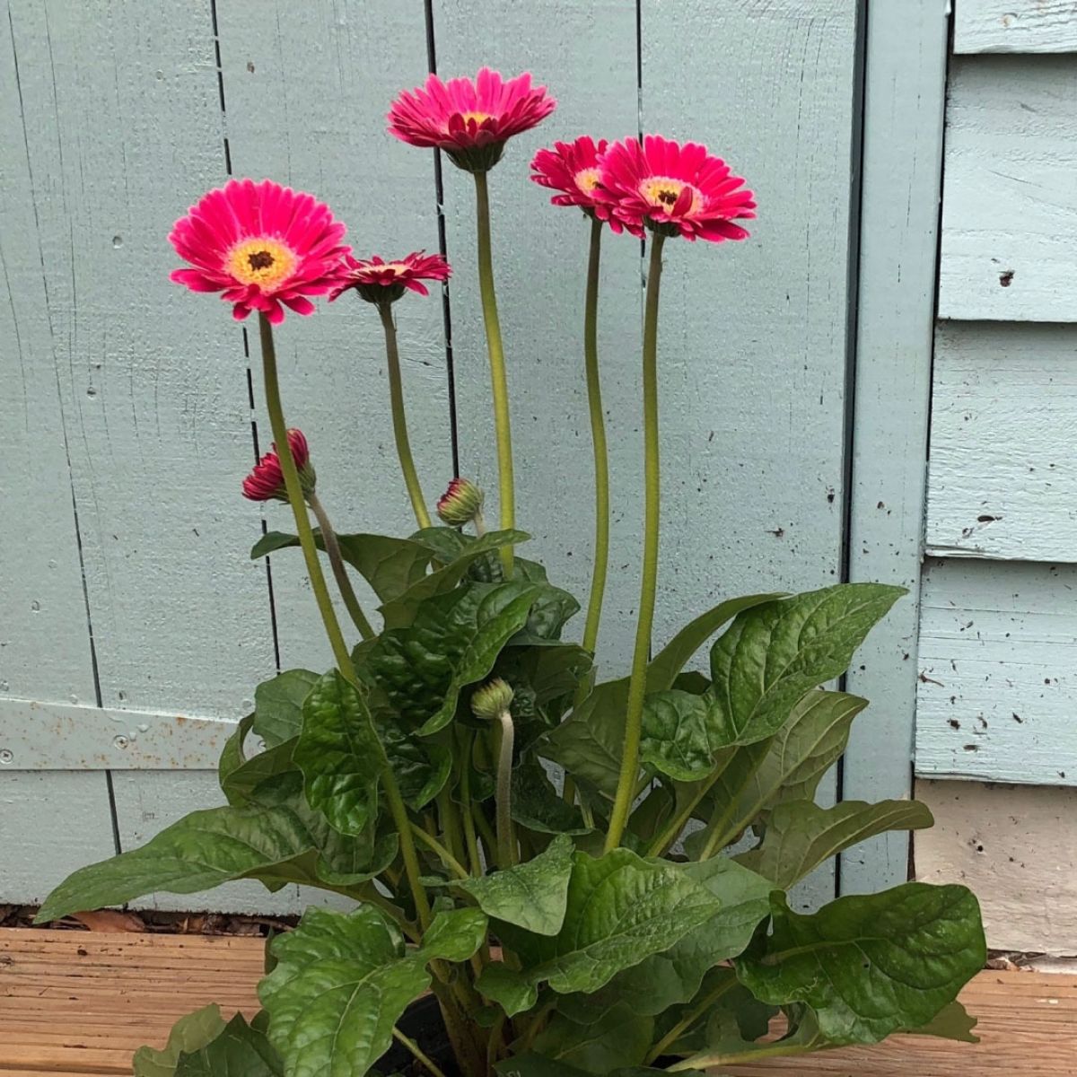Pink Gerbera Garvinea Sweet Spice - Beautiful Hardy Gerbera with Giant Daisy Flowers