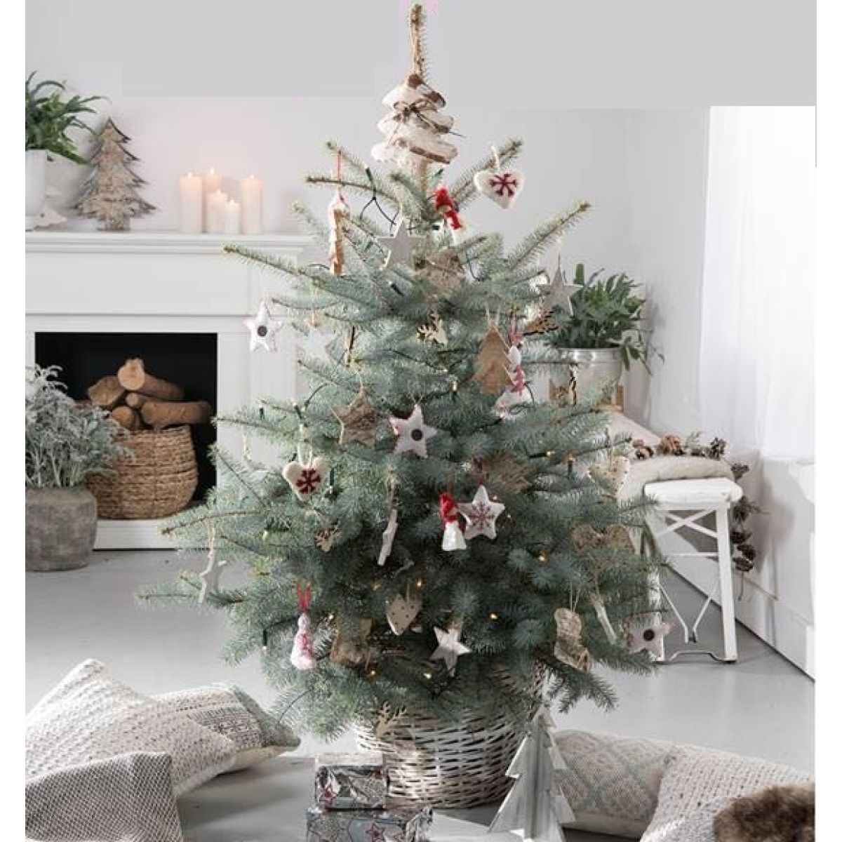 Luxury Fresh Christmas Tree (Picea pungens glauca) - Large 90-110cm BLUE SPRUCE - FOR IMMEDIATE DISPATCH