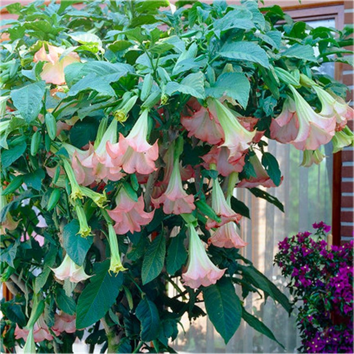 thumbnail image 2 of Brugmansia Suaveolens Pink Angels Trumpet Seeds – Exotic Bush & Shrub Flower Seeds 2 of 5