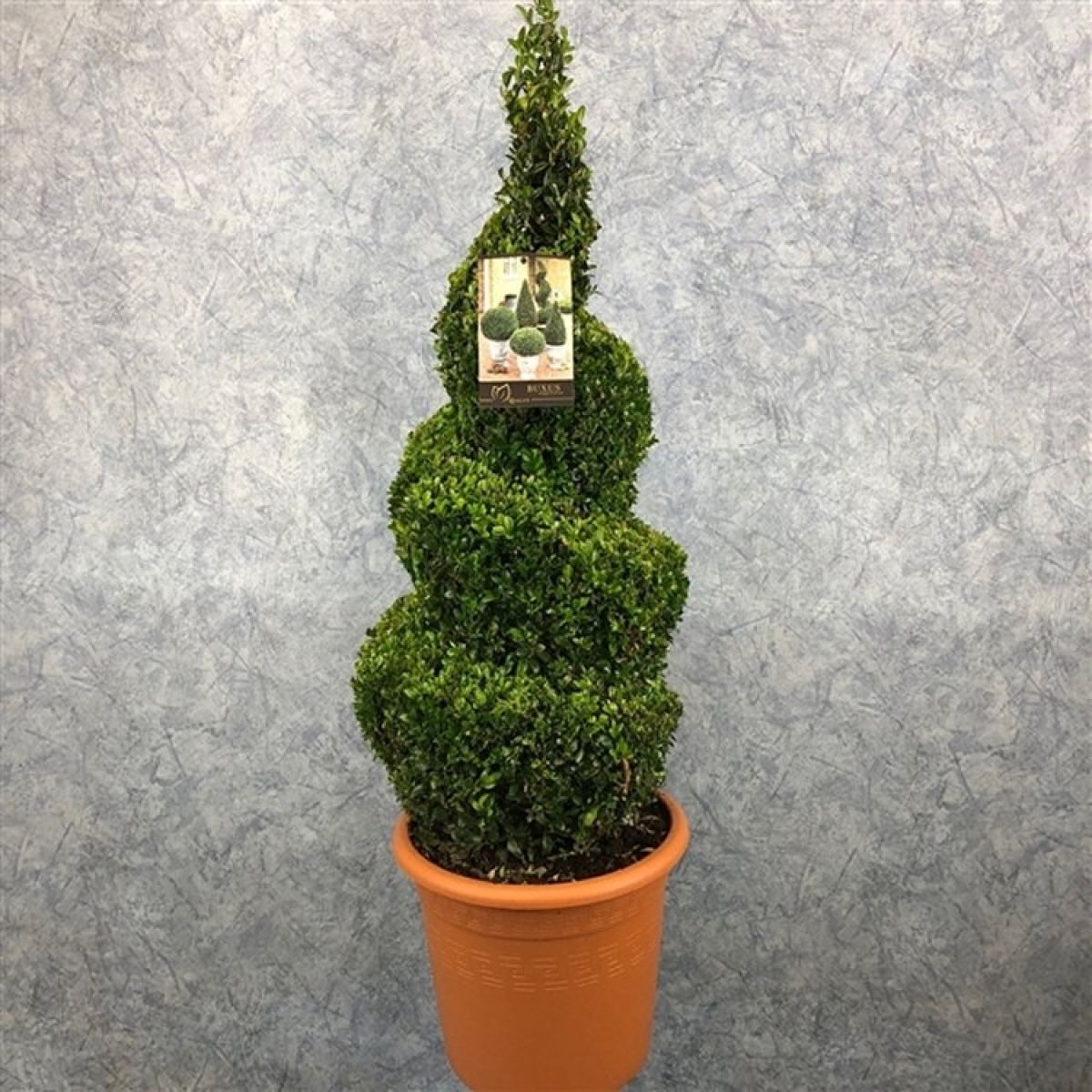 Spiral Topiary Buxus - Corkscrew Box wood Tree - Circa 100-120cm