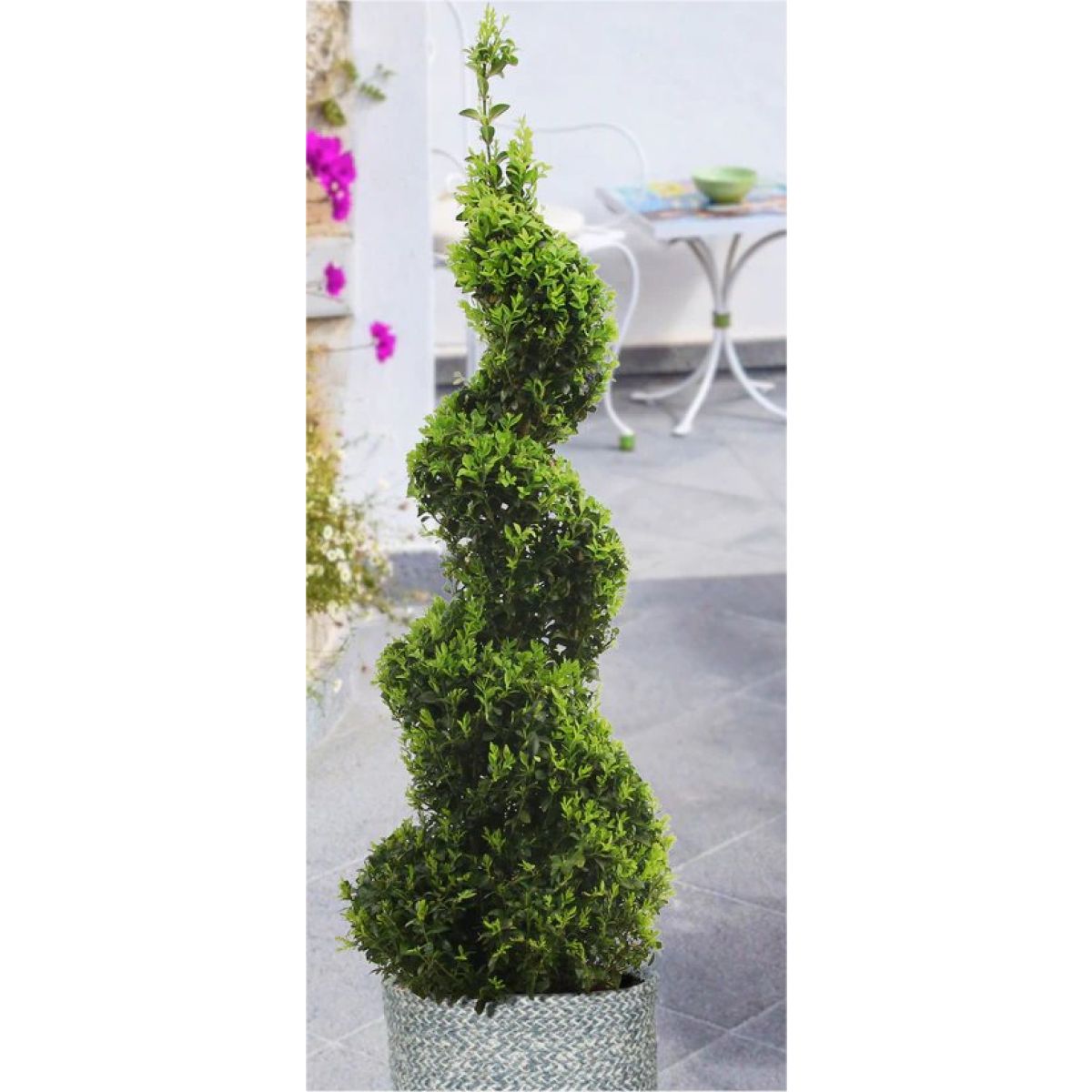Spiral Topiary Buxus - Corkscrew Box wood Tree - Circa 100-120cm