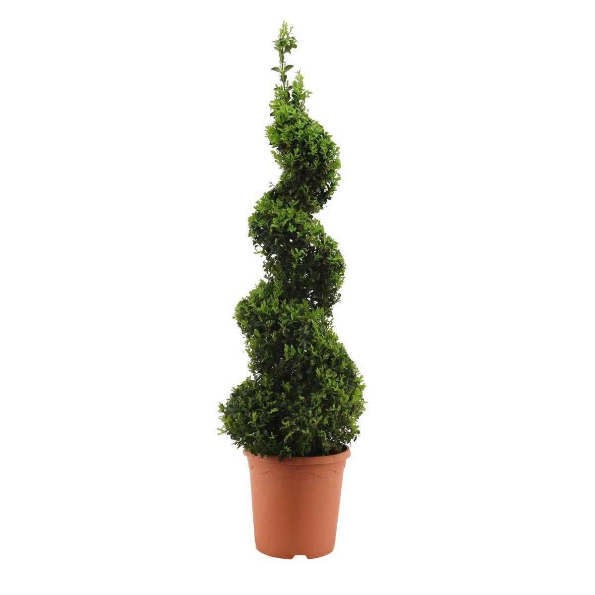 Spiral Topiary Buxus - Corkscrew Box wood Tree - Circa 100-120cm