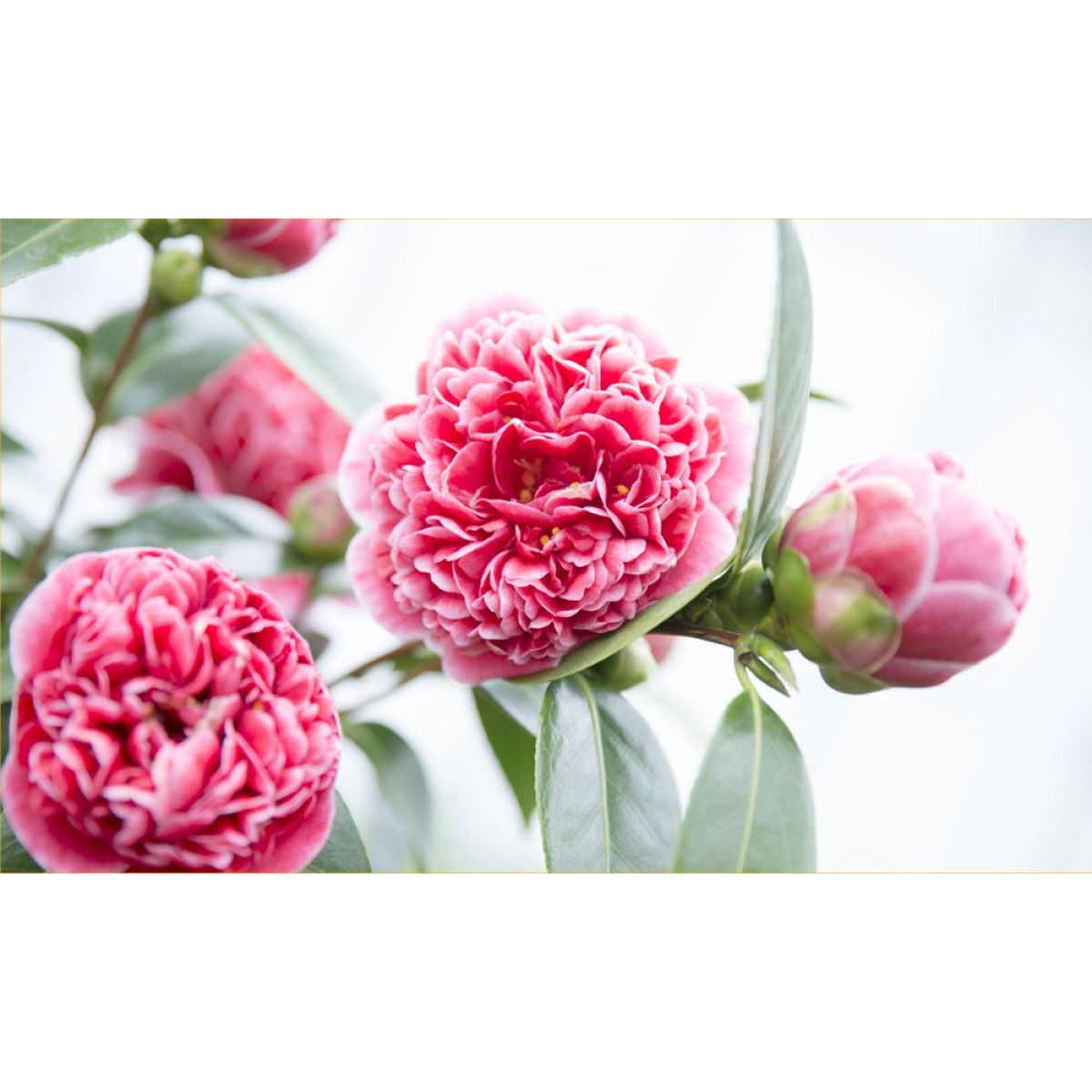 Camellia japonica Volunteer - Exquisite Large Flowered Evergreen in Bud - LARGE Specimen
