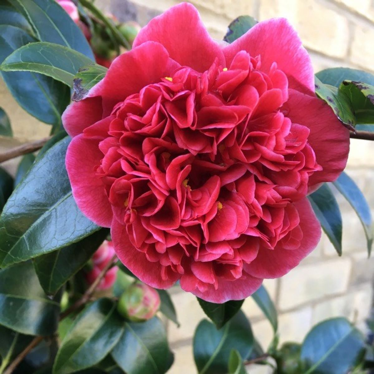 Camellia japonica Volunteer - Exquisite Large Flowered Evergreen in Bud - LARGE Specimen