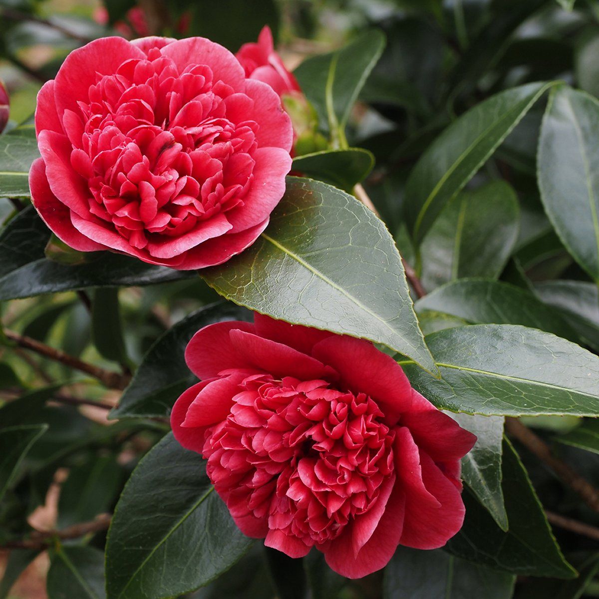 Camellia japonica Volunteer - Exquisite Large Flowered Evergreen in Bud - LARGE Specimen