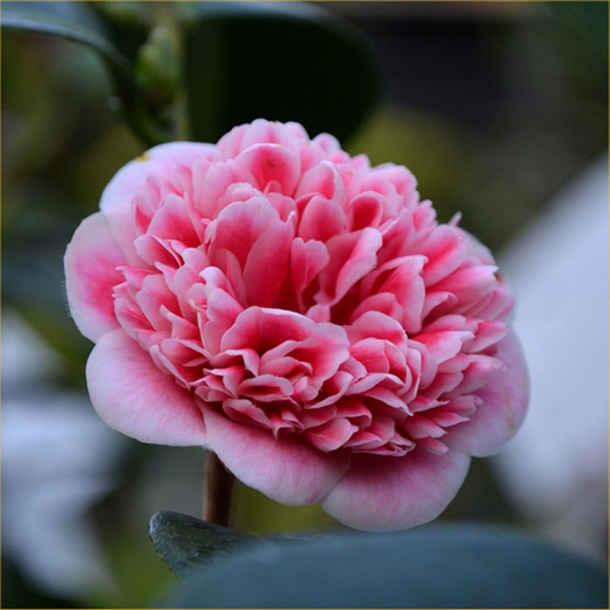 Camellia japonica Volunteer - Exquisite Large Flowered Evergreen in Bud - LARGE Specimen