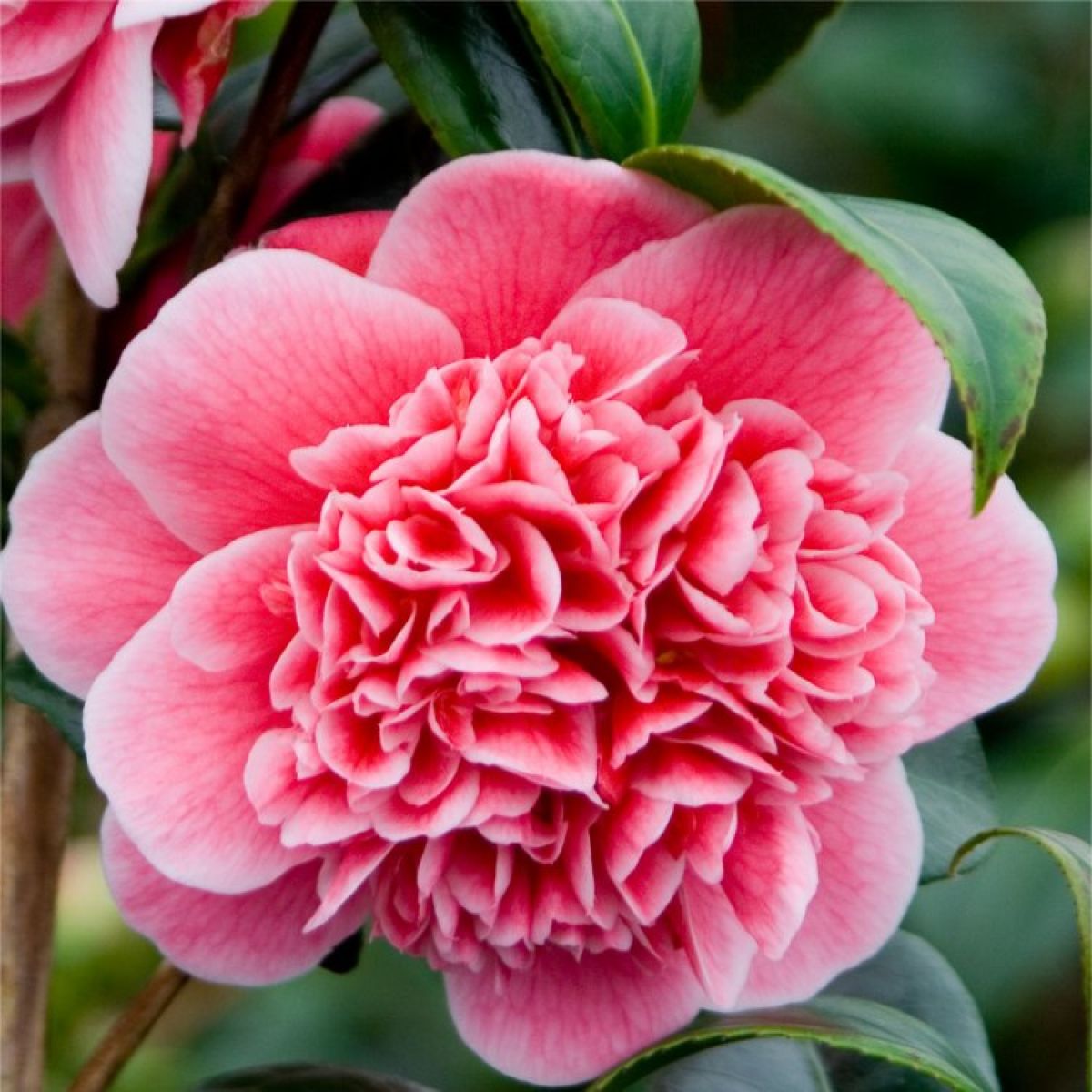 Camellia japonica Volunteer - Exquisite Large Flowered Evergreen in Bud - LARGE Specimen