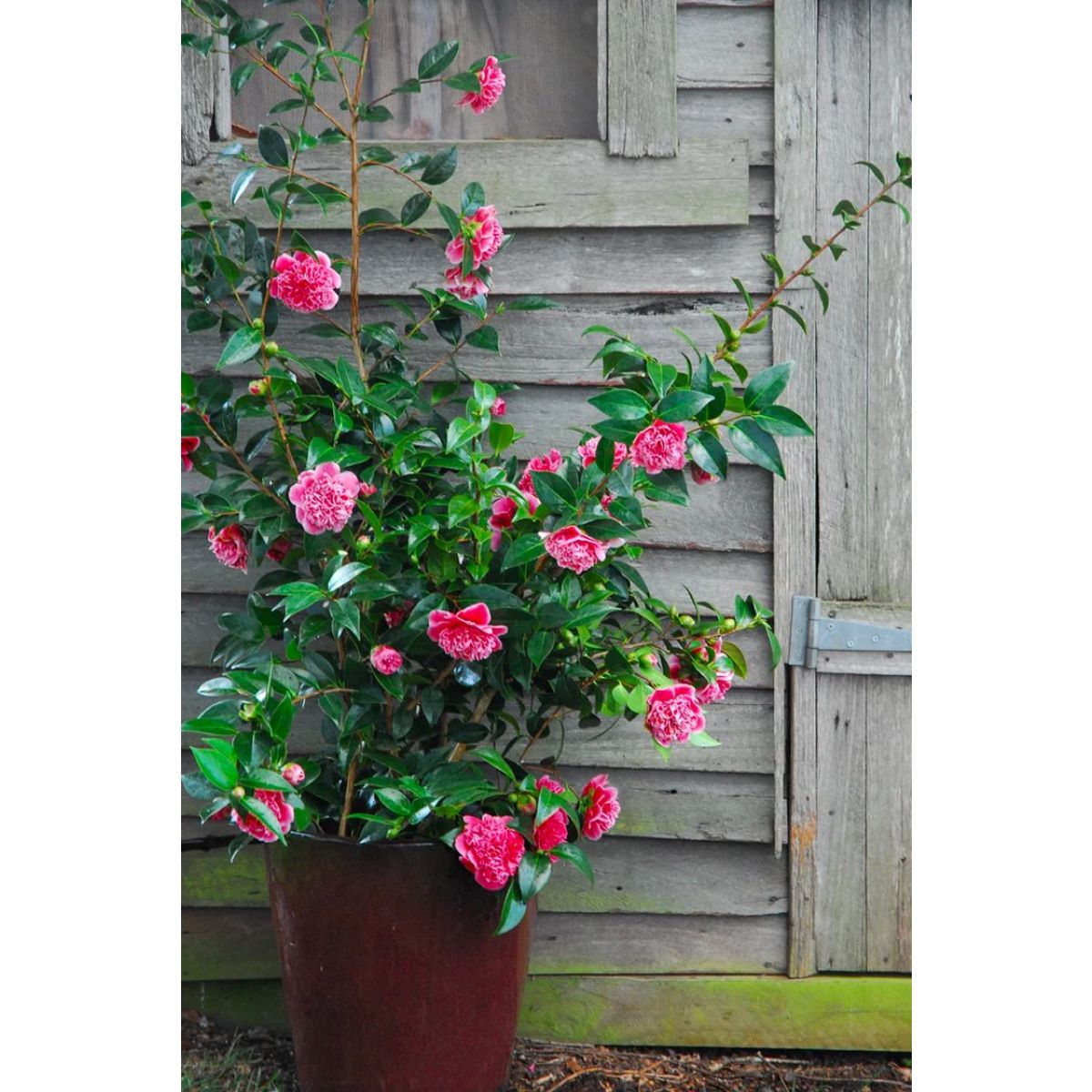 Camellia japonica Volunteer - Exquisite Large Flowered Evergreen in Bud - LARGE Specimen