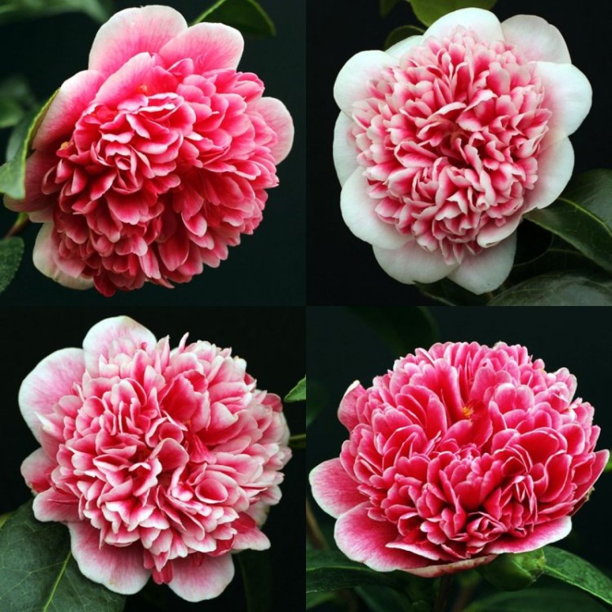 Camellia japonica Volunteer - Exquisite Large Flowered Evergreen in Bud - LARGE Specimen