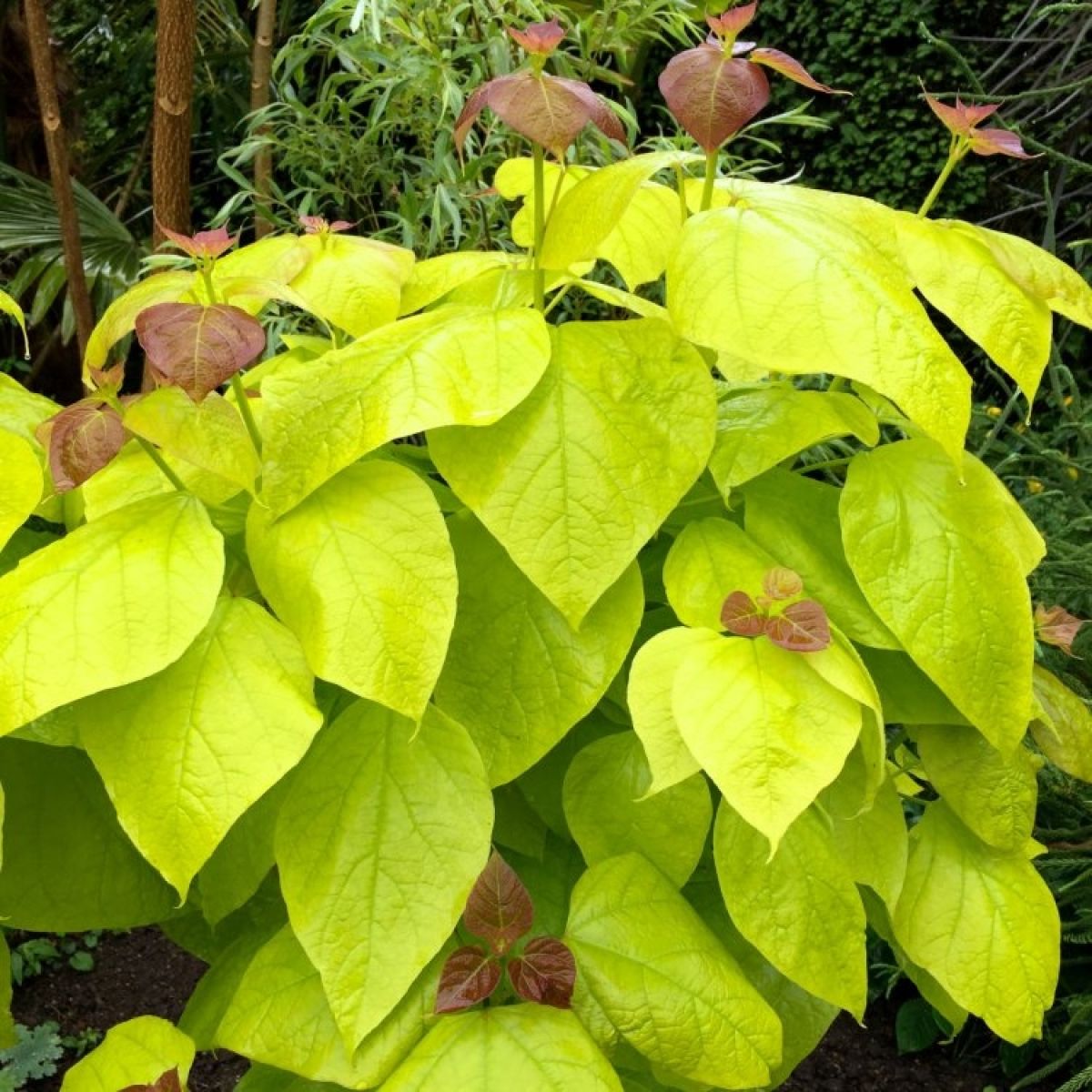 Catalpa bignoides Aurea - Golden Indian Bean Tree - LARGE main product photo