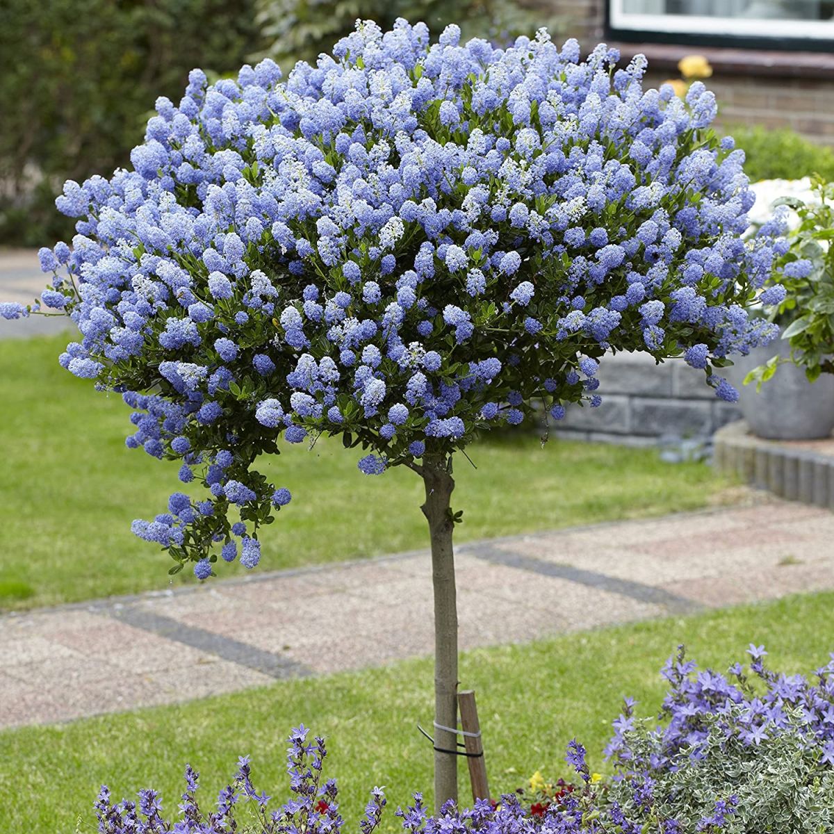 Evergreen California Lilac Tree - Patio Standard Ceanothus CONCHA Tree