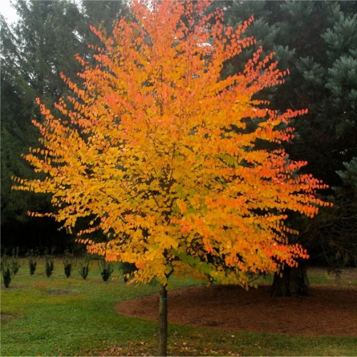 Cercidiphyllum japonicum - Katsura Tree - Toffee Apple Tree - LARGE