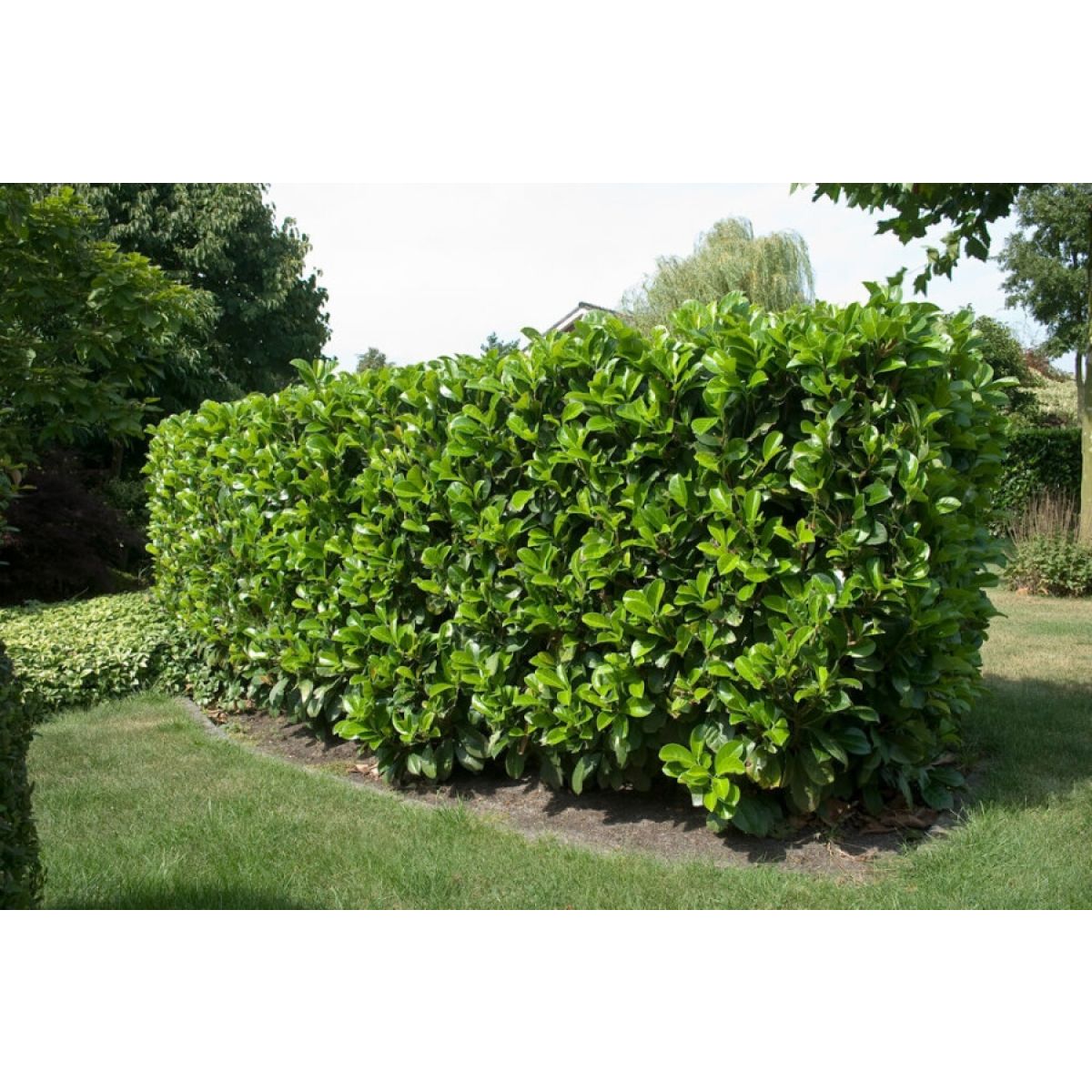 Laurel Hedging - Prunus laurocerasus ETNA Hedging Laurels - circa 100-120cms