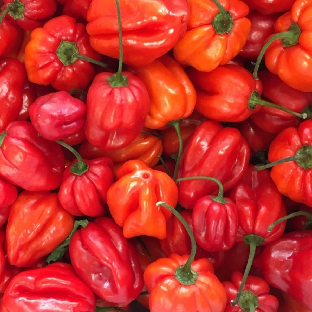 Chilli Pepper Plant Scotch Bonnet