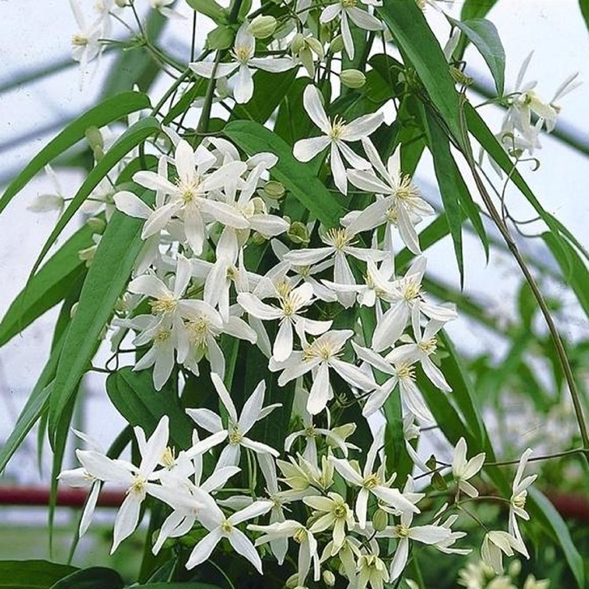 Clematis Armandii Snowdrift Fragrant Evergreen Climbers