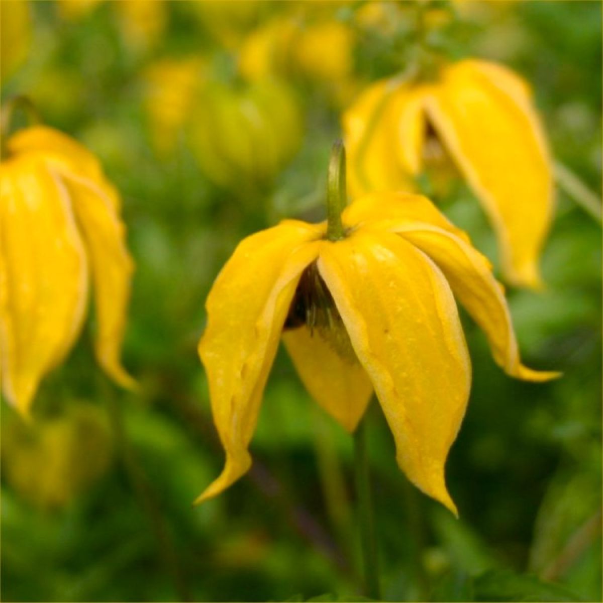 Clematis tangutica Lambton Park