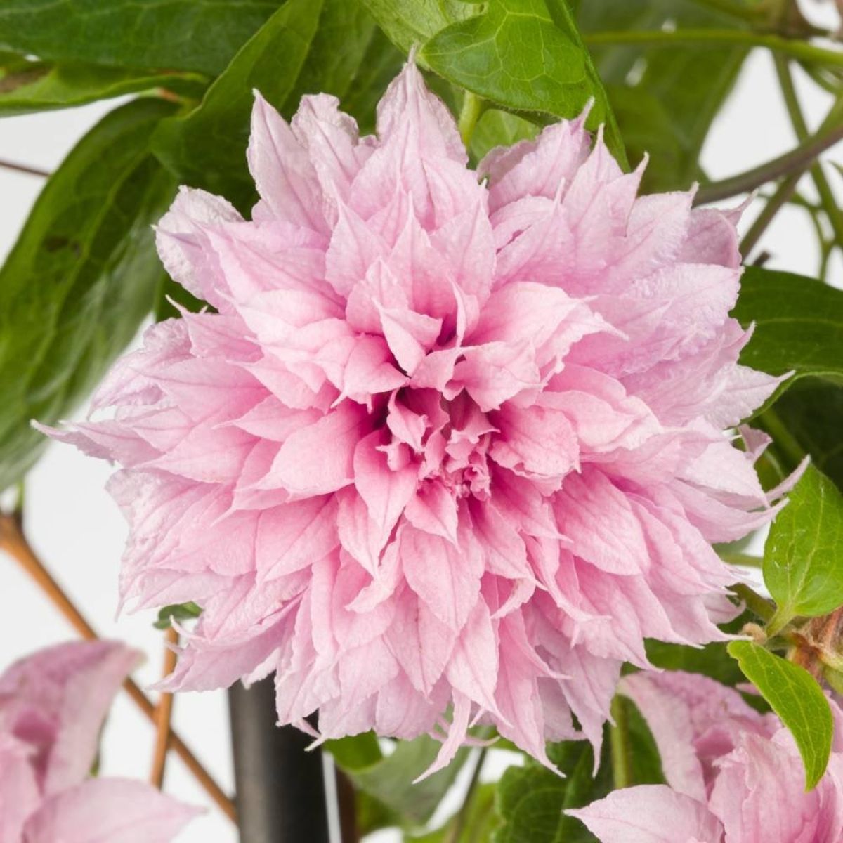 Clematis Multi Pink - Stunning Brand New & Exclusive hardy Climbing Summer Flowering Clematis