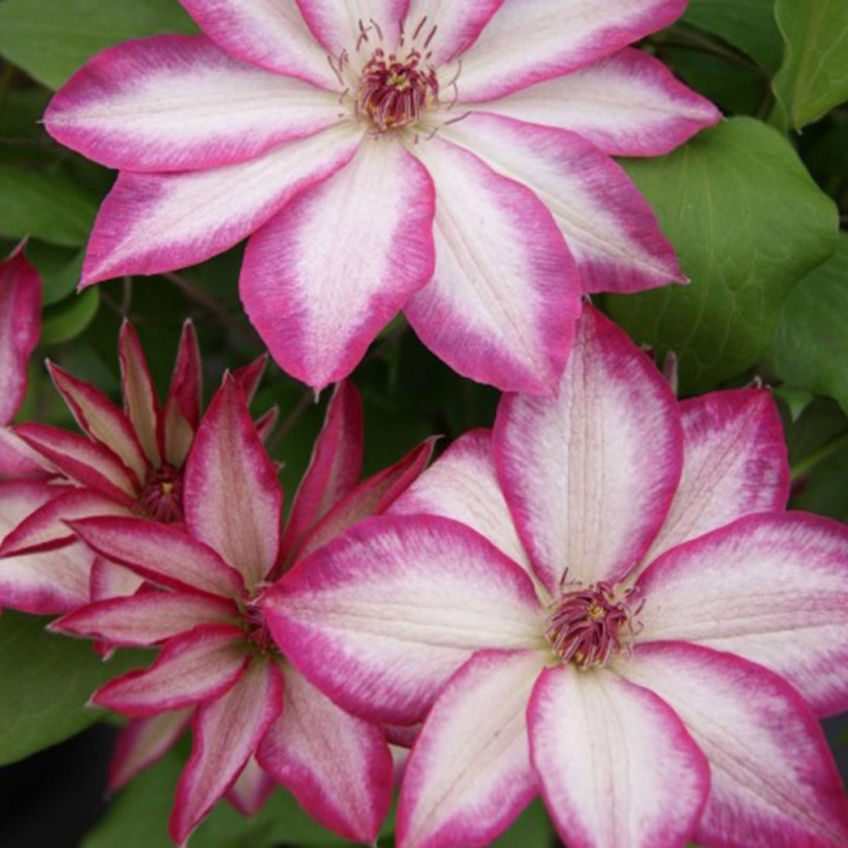 Clematis Picotee - Pink Kissed Summer Flowering Clematis