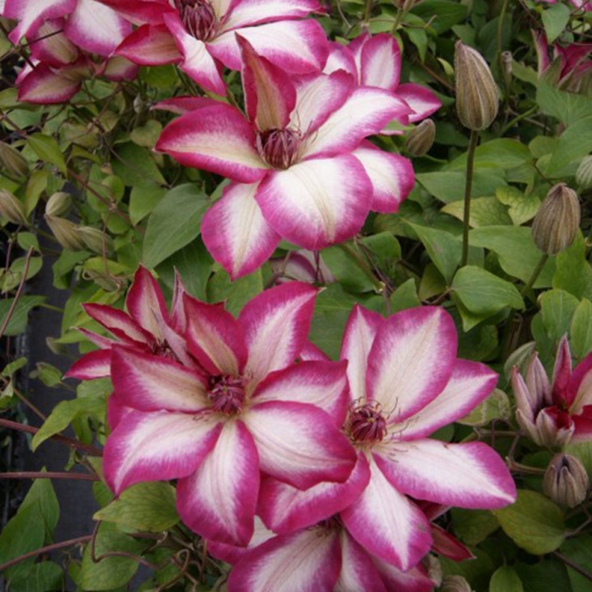 Clematis Picotee - Pink Kissed Summer Flowering Clematis