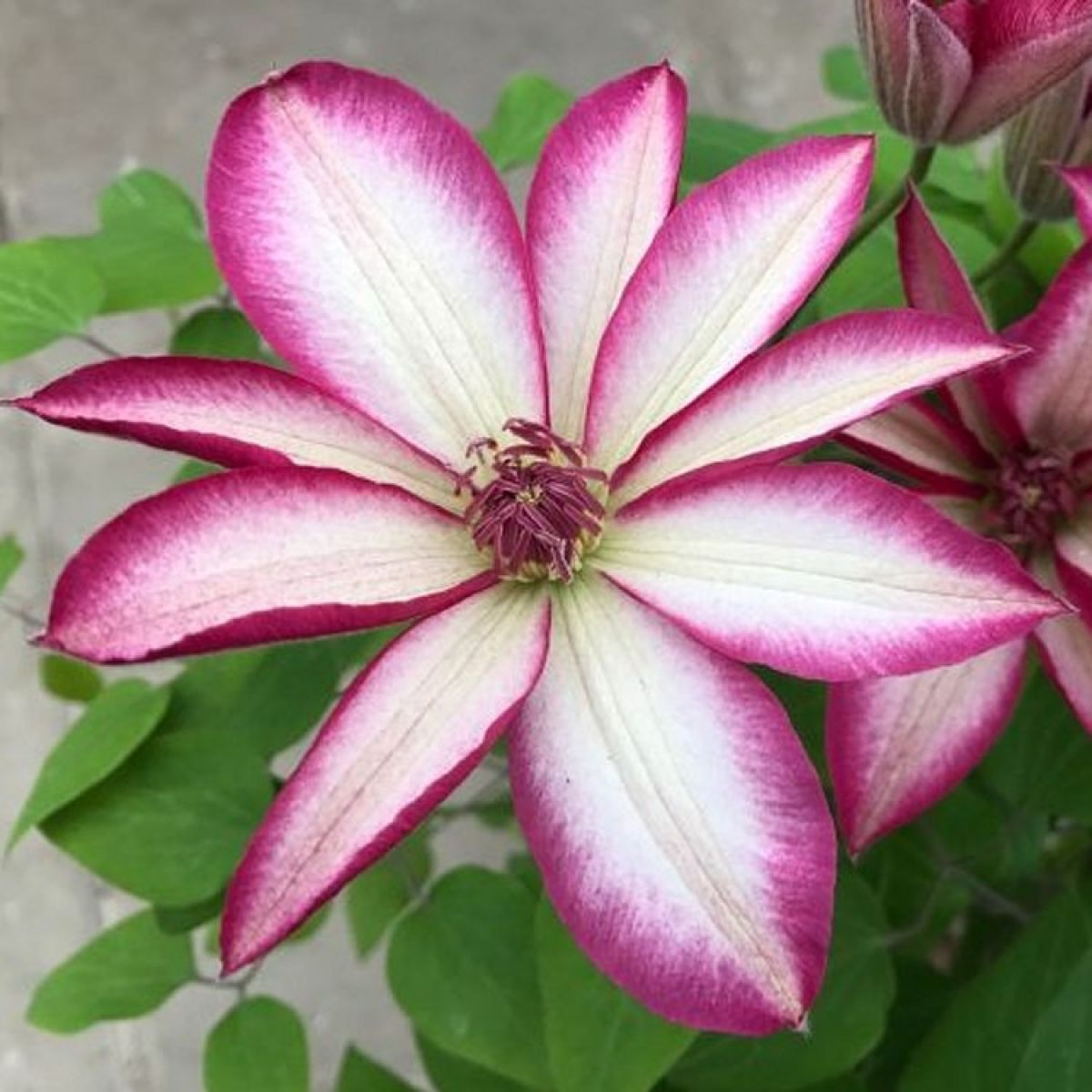 Clematis Picotee - Pink Kissed Summer Flowering Clematis