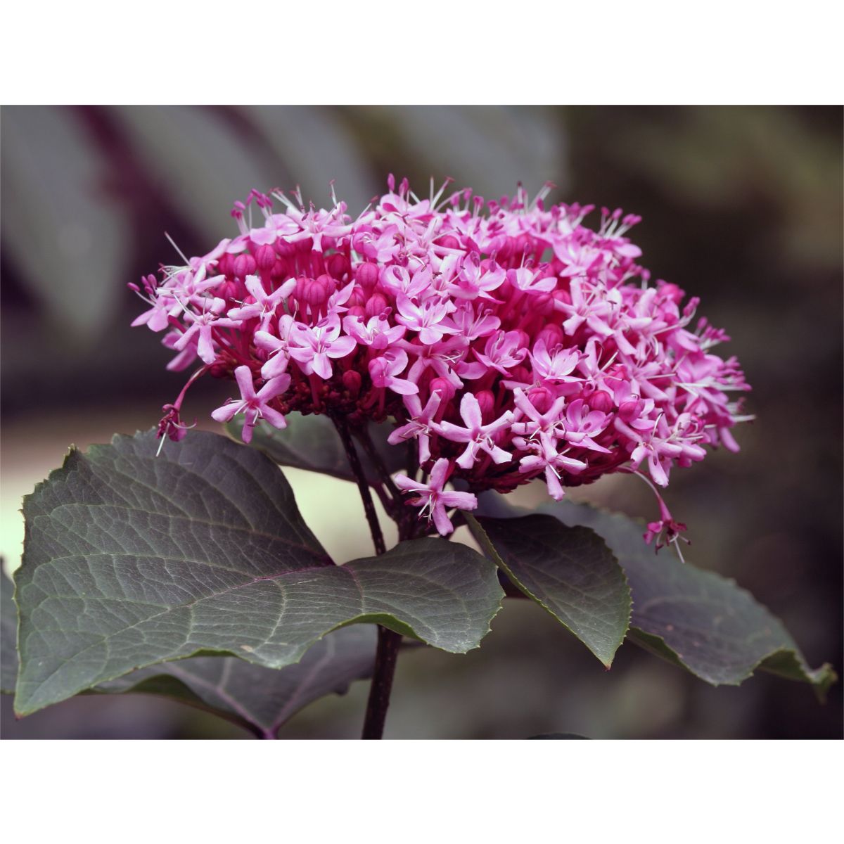 Clerodendrum bungei - Glory Flower