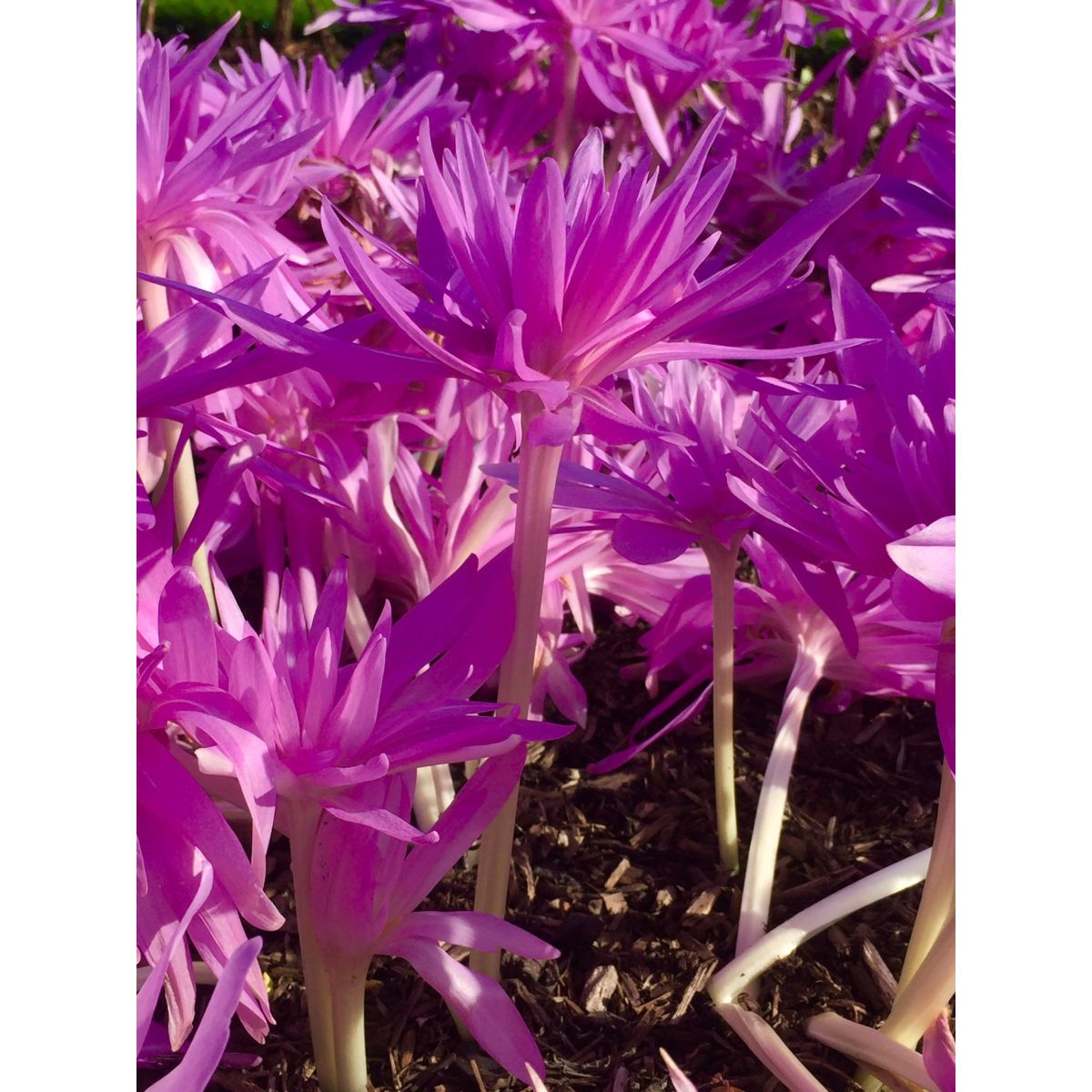 Colchicum 'Water Lily' - Double Flowered Autumn Crocus Bulb