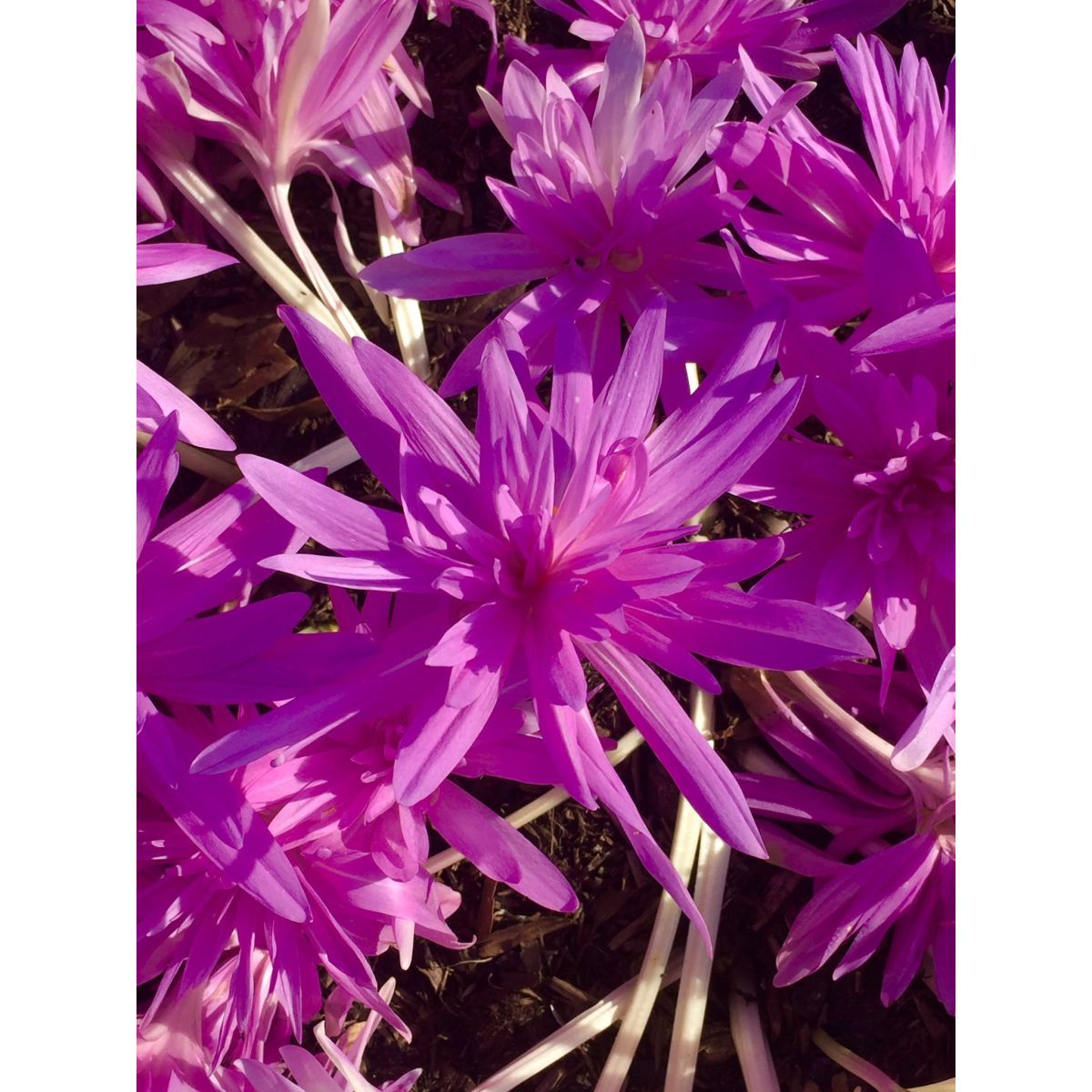 Colchicum 'Water Lily' - Double Flowered Autumn Crocus Bulb