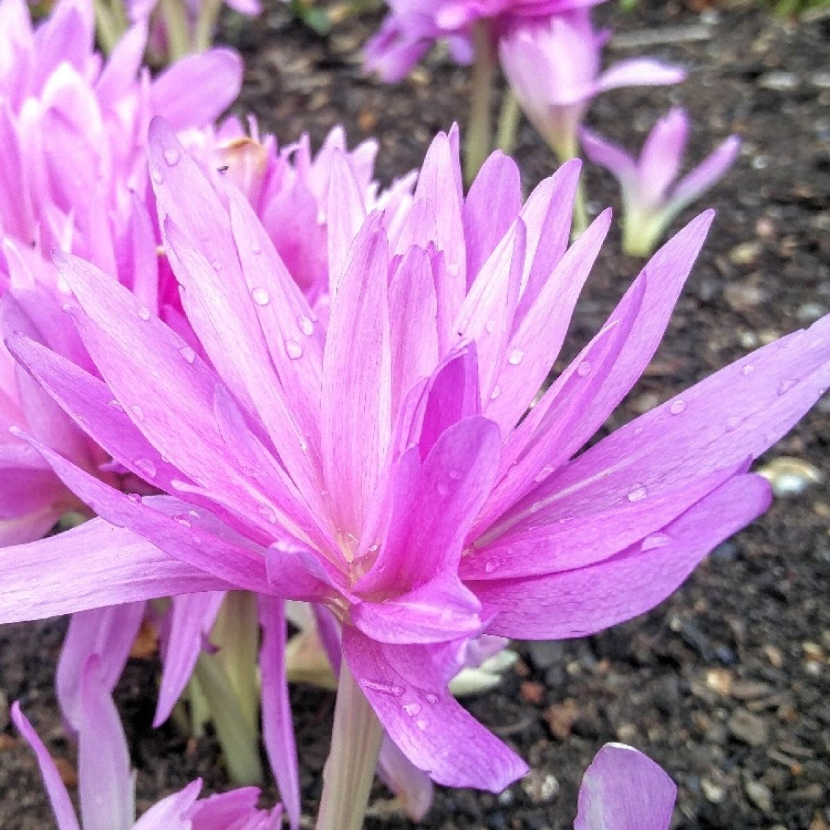Colchicum 'Water Lily' - Double Flowered Autumn Crocus Bulb