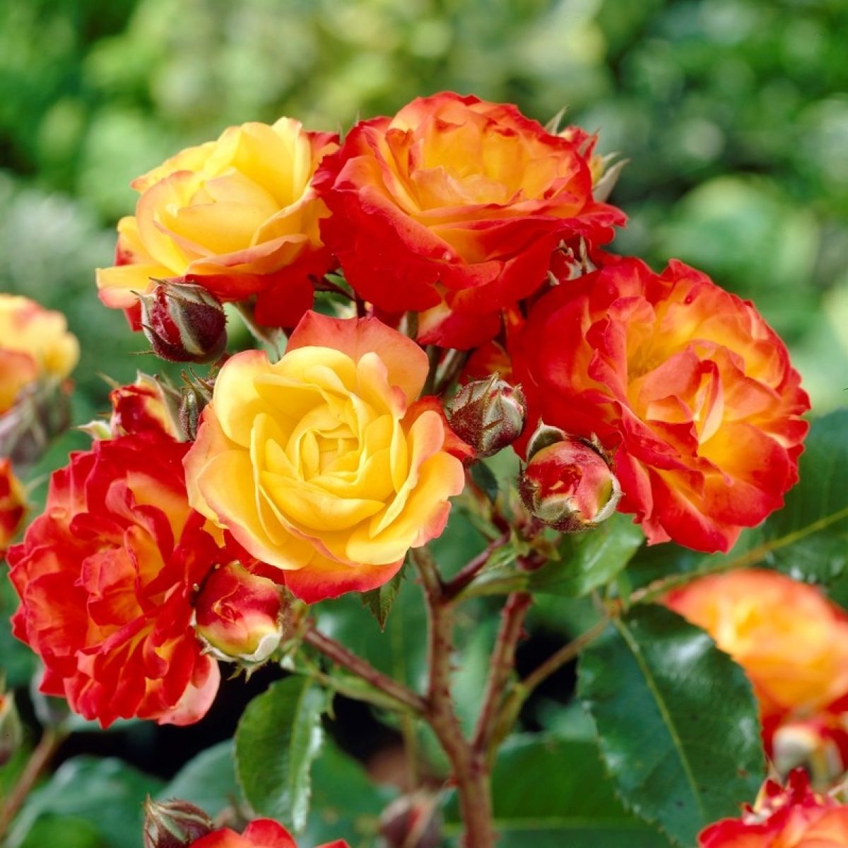 Rose Cuba Dance