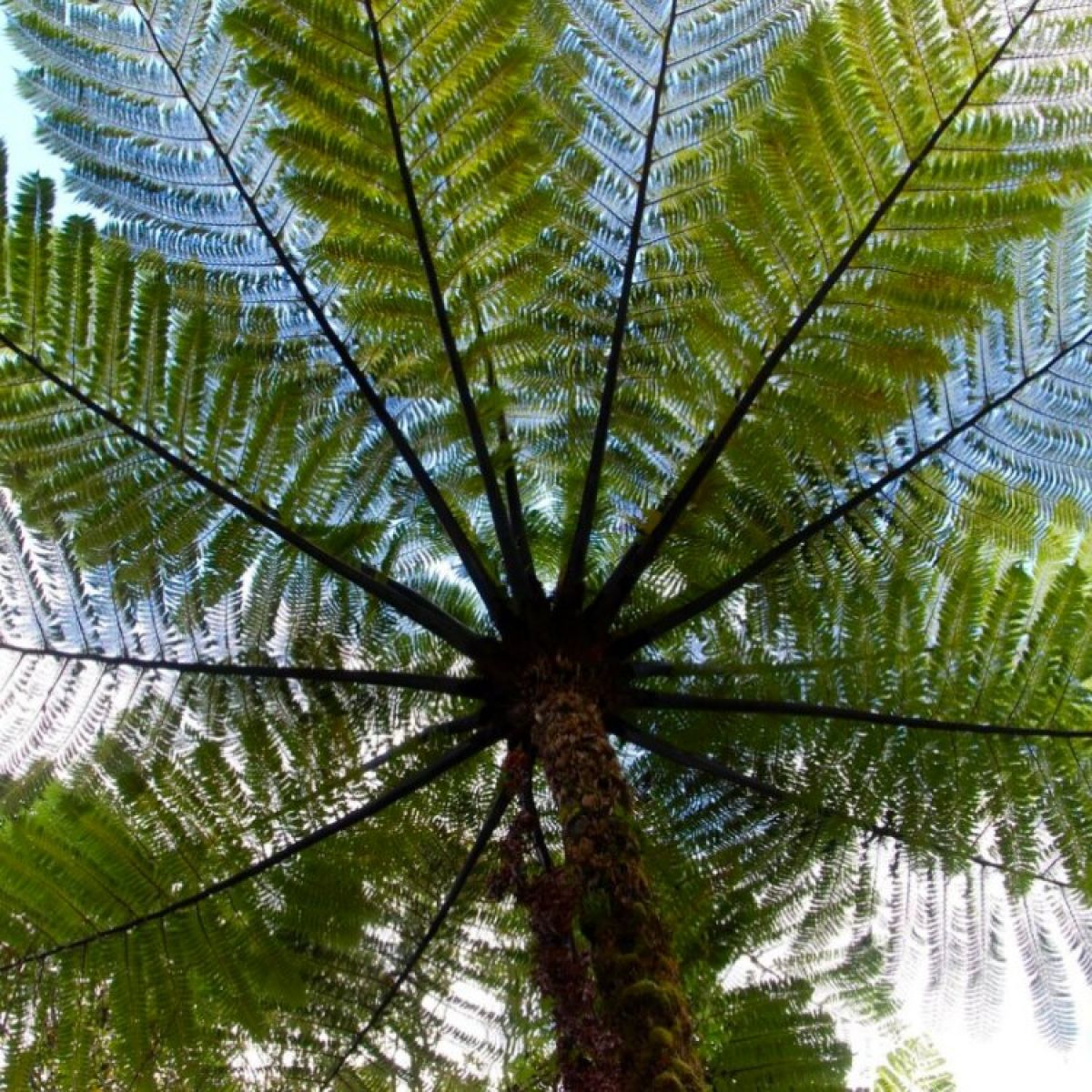 【Tree fern】 Cyathea cooperi var dealbata - Large Silver Tree Fern