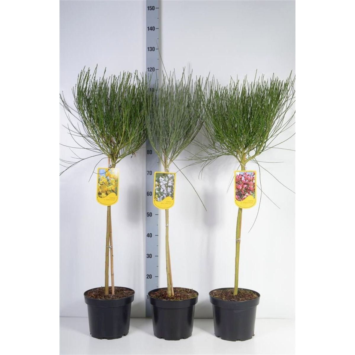 Patio Standard Tree - Cytisus circa 100-120cm - White Lion Broom