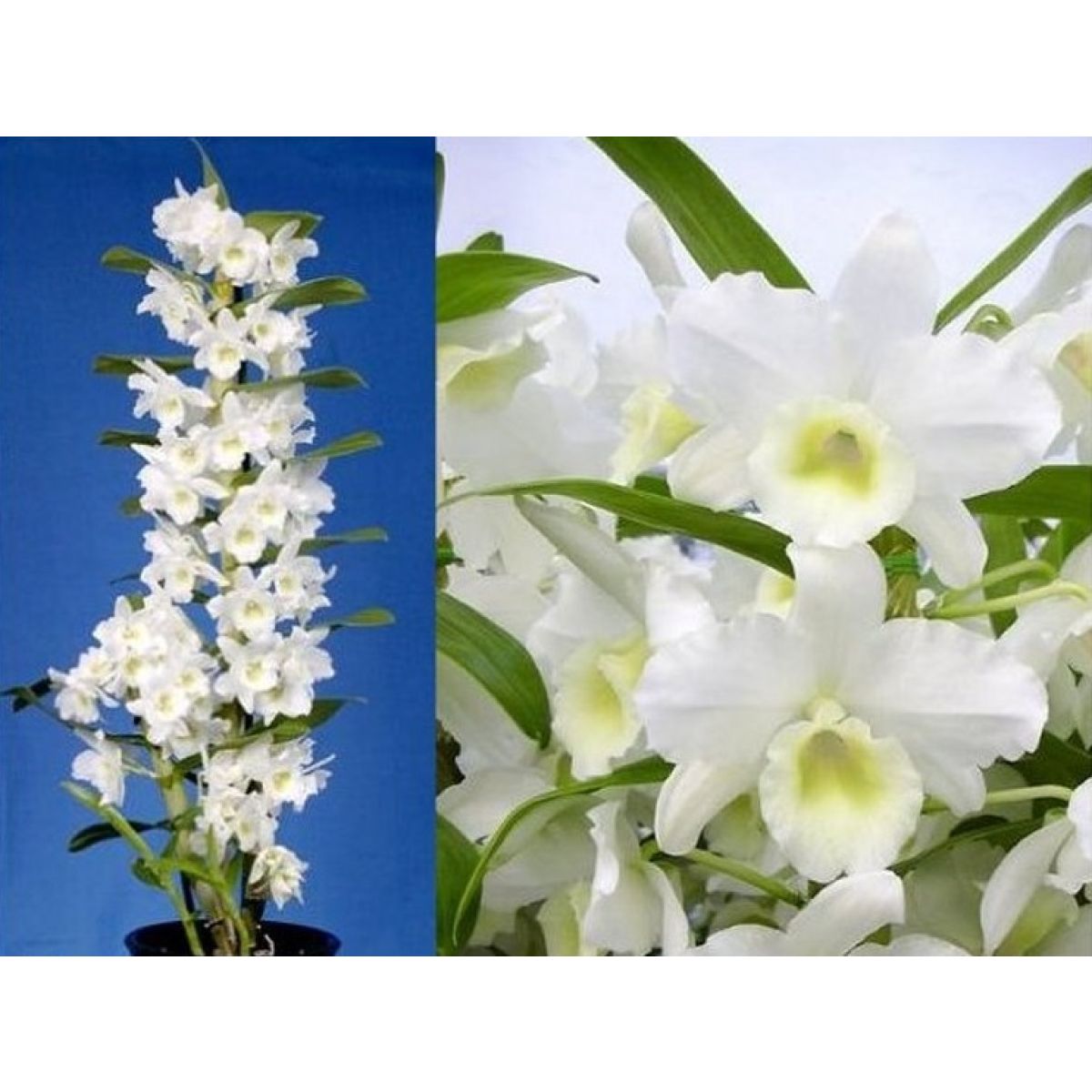 Dendrobium Nobilis - White Towering Nobile Orchid- Premium Quality with Classic White Display Pot